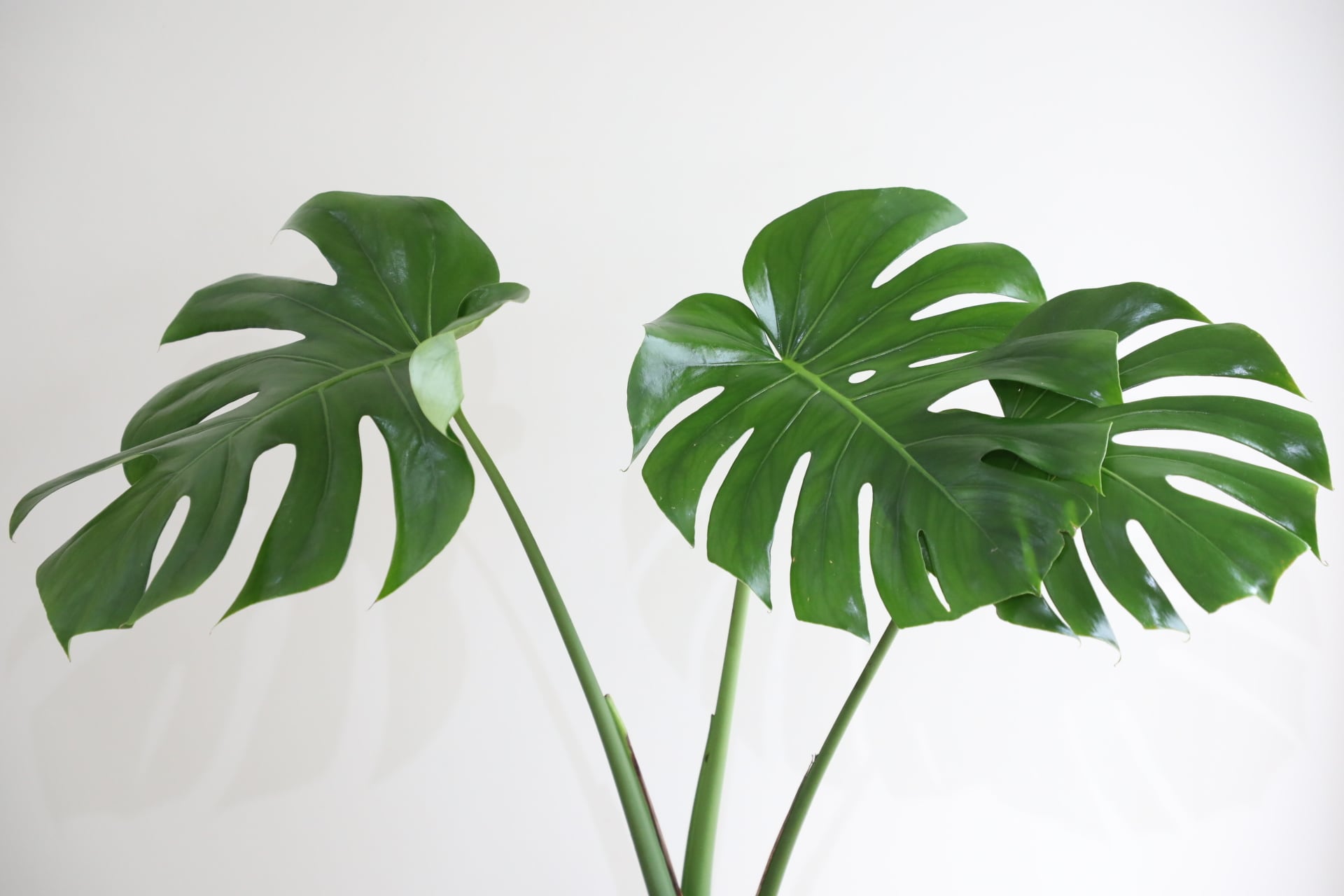 L】モンステラ デリシオーサ/monstera | 【厳選植物・器】MIDORI
