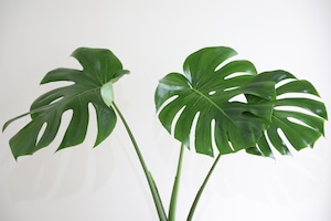 【L】モンステラ デリシオーサ/monstera