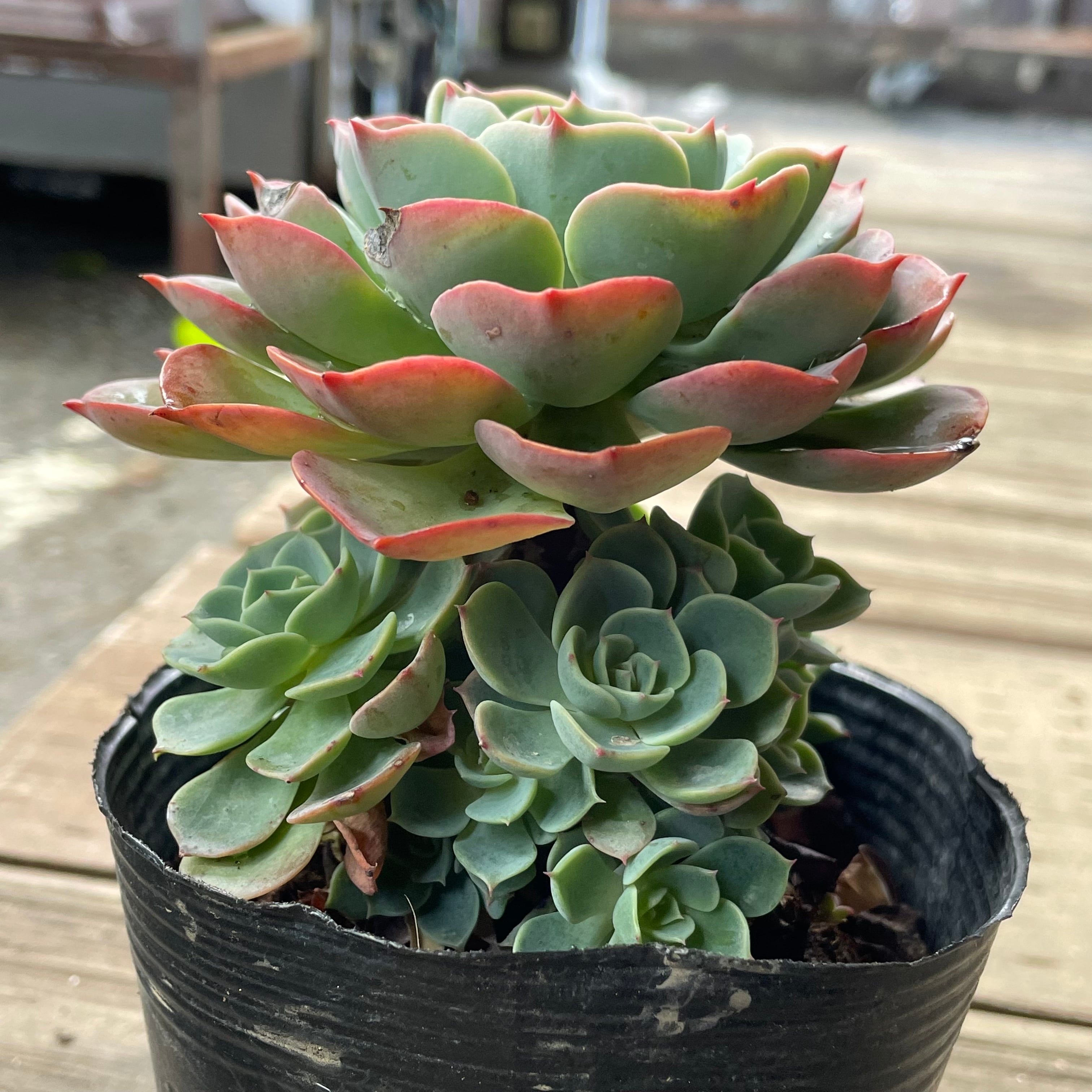 七福神 多肉 ① 【公式通販】