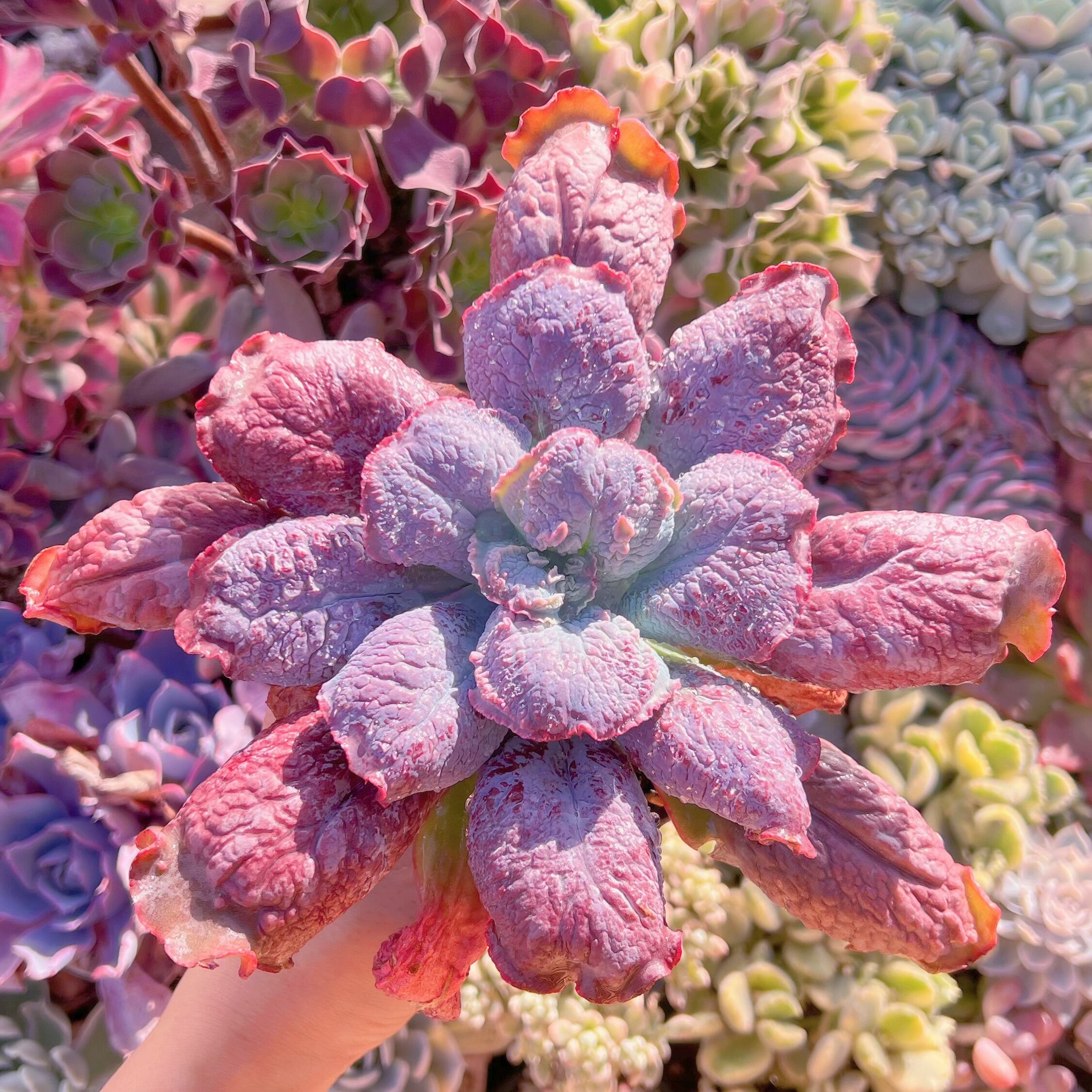 現品　Baron Bold#622　るる農園