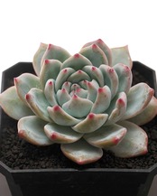 カット苗 ブルーバード 標準サイズ Echeveria 'Blue Bird'