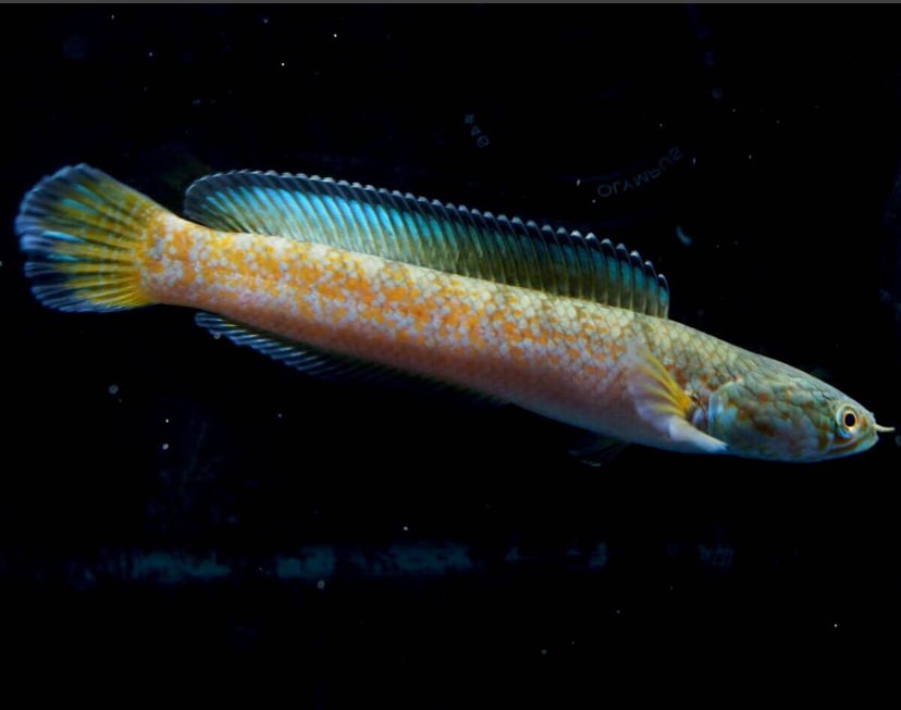 チャンナアリストネイ