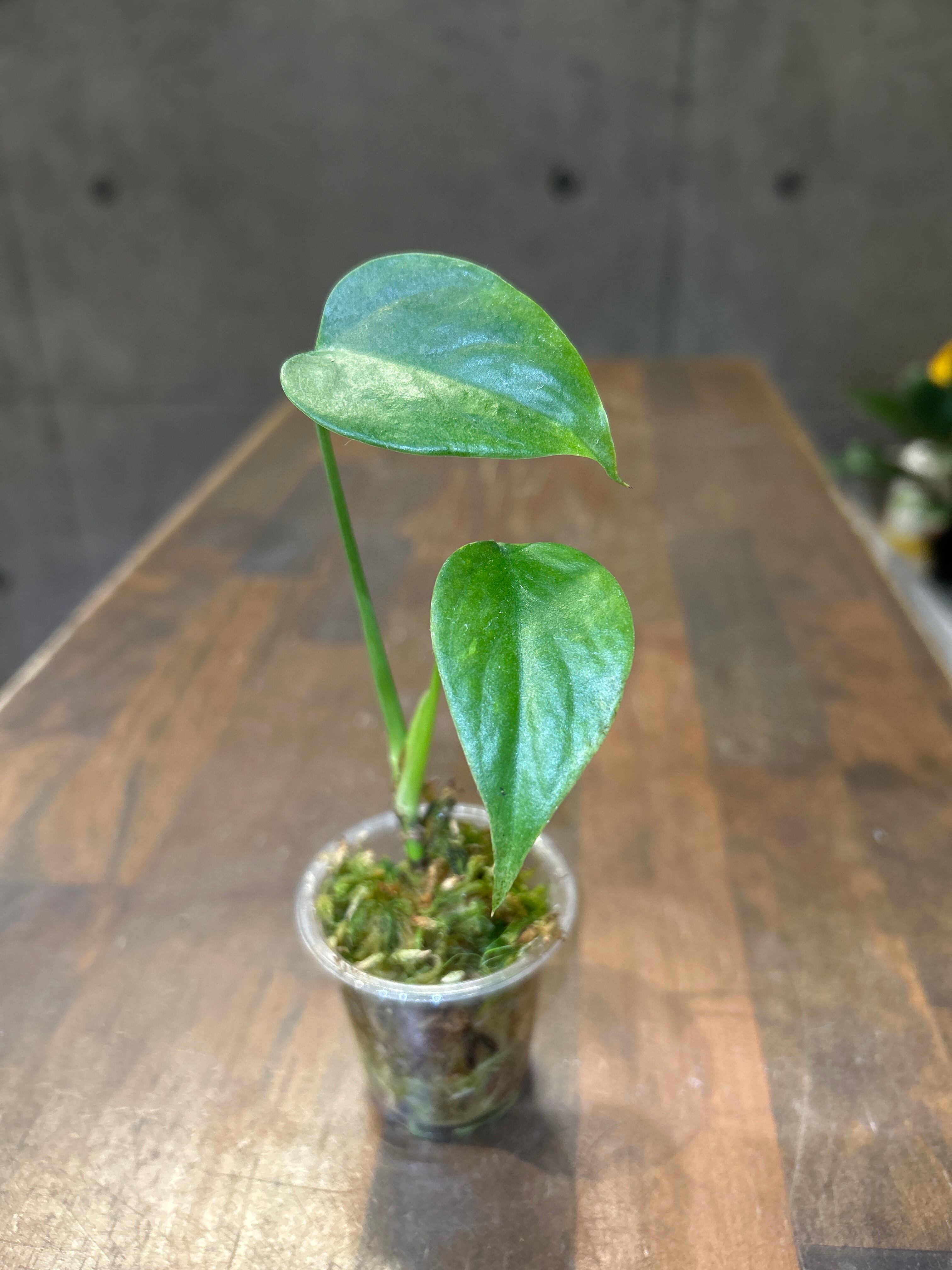 B フィロデンドロン キャラメルマーブル ファイヤータイガー