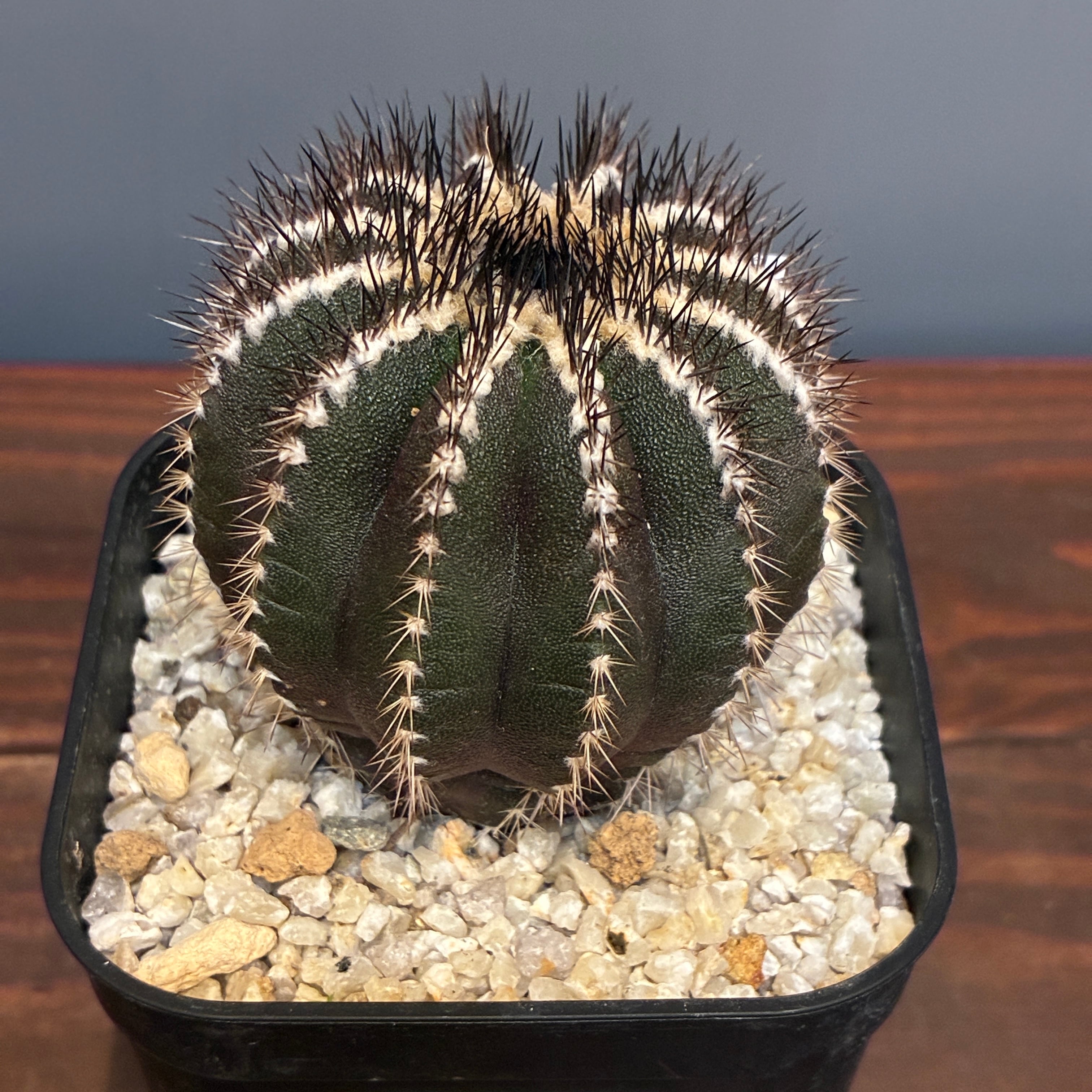 クリアランス】【Copiapoa】サボテン コピアポア 黒王丸実生【243