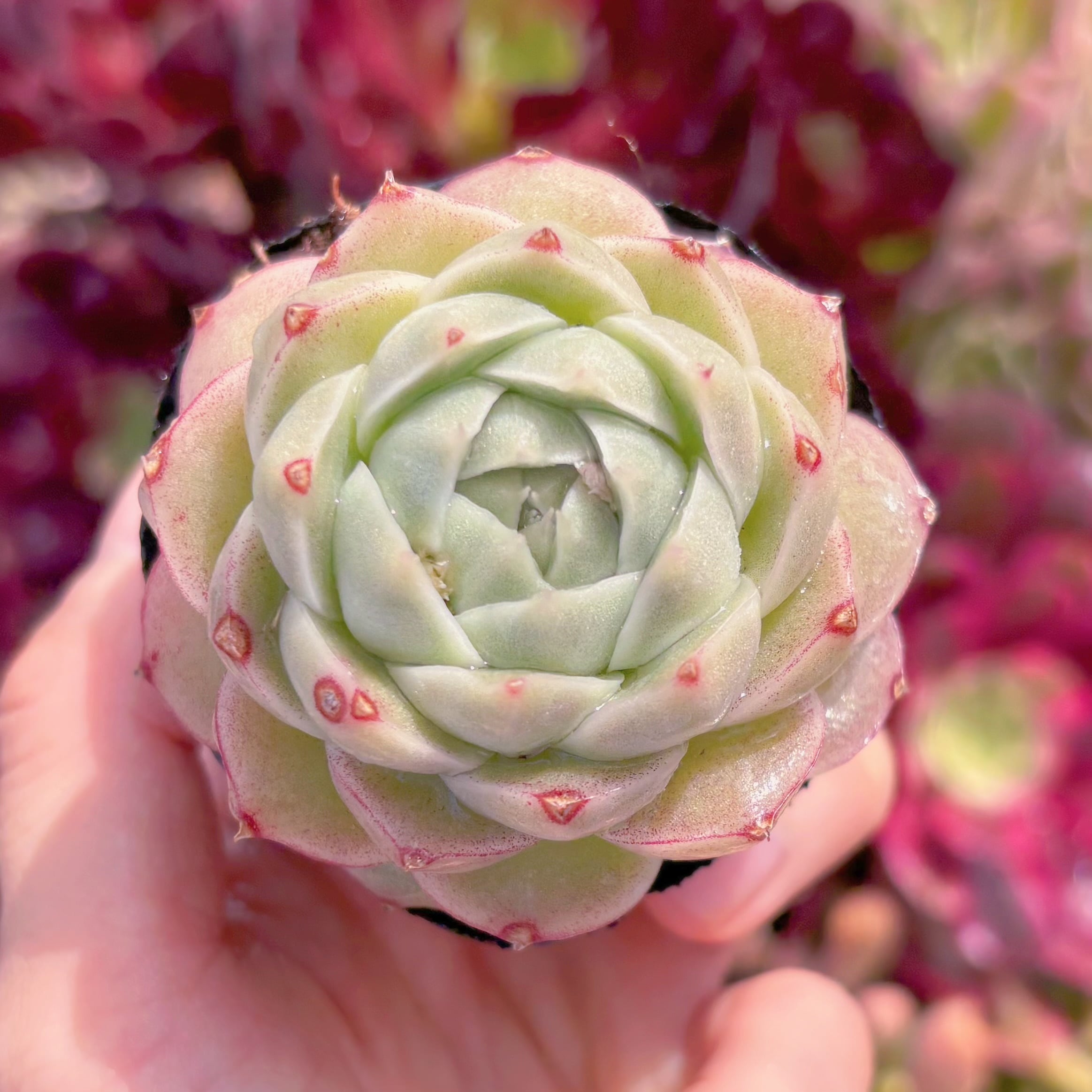 現品　コラジ#E13　るる農園