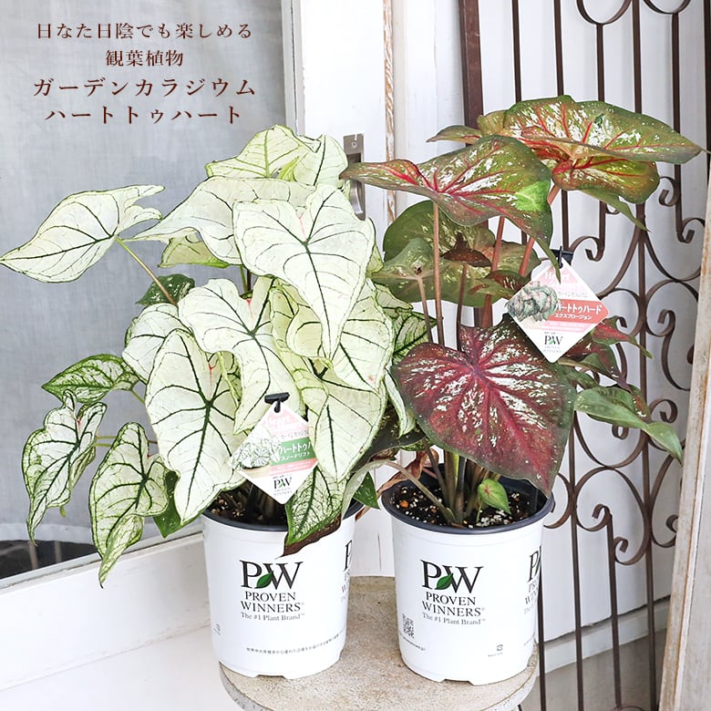 観葉植物 PW ガーデンカラジウム ハートトゥハート スノードリフト