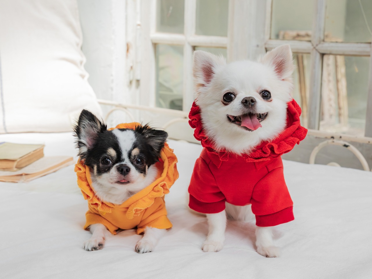 フリルパーカーハーネス