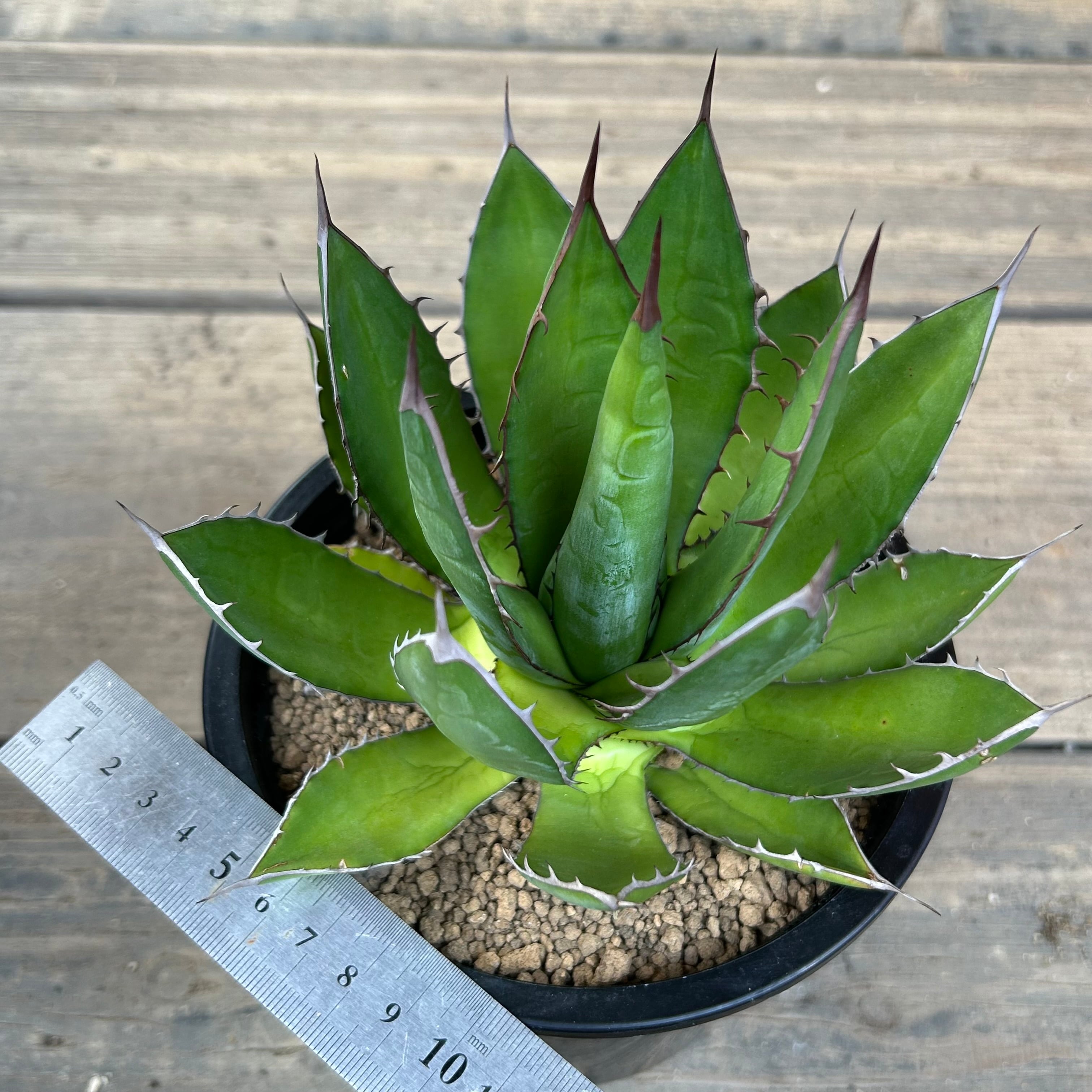 M&M × MASSES TYPE7 Aluminium L × アガベ ホリダ アガベ・ホリダ