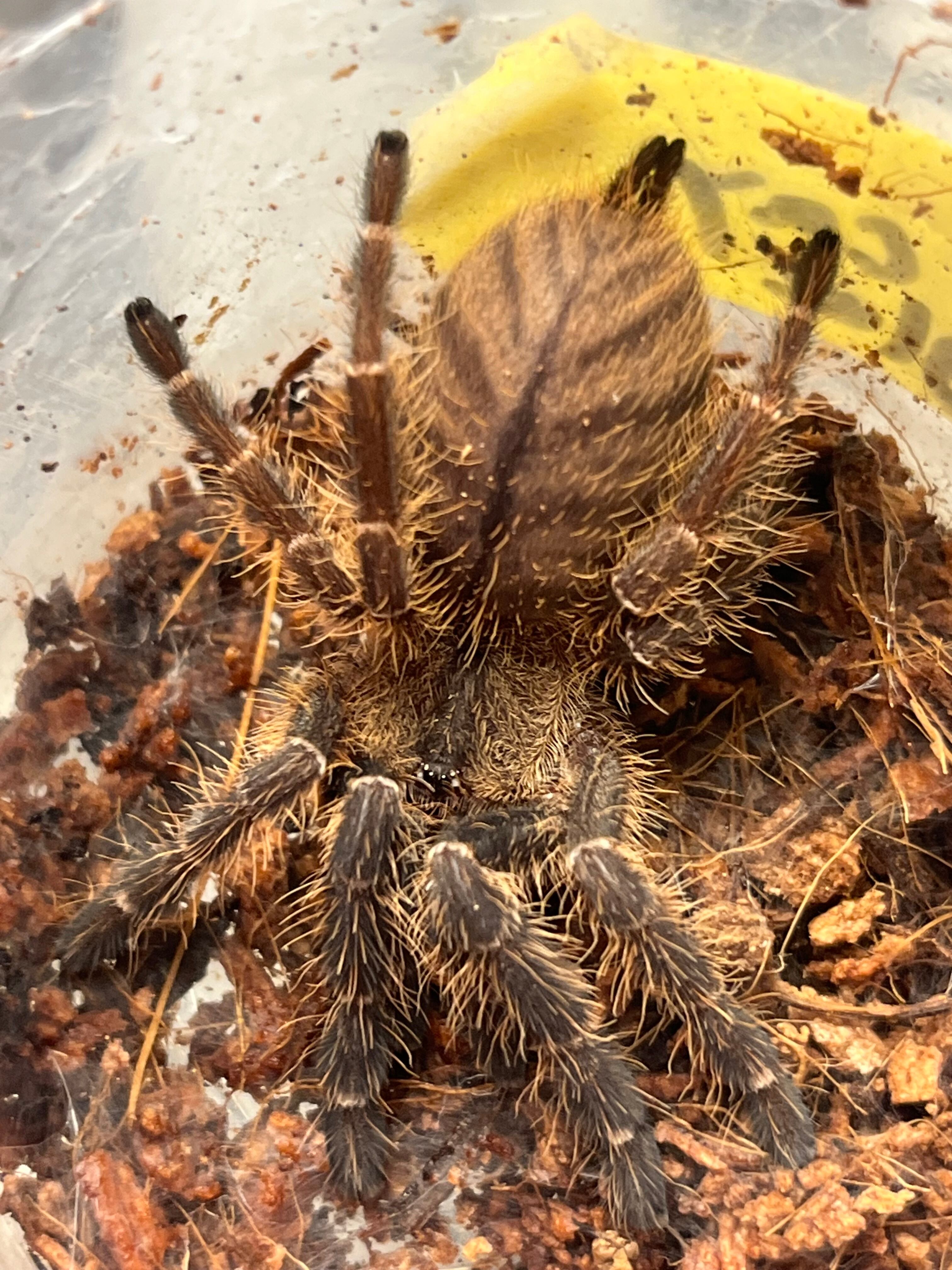 Ornithoctoninae | オモニキチュウ