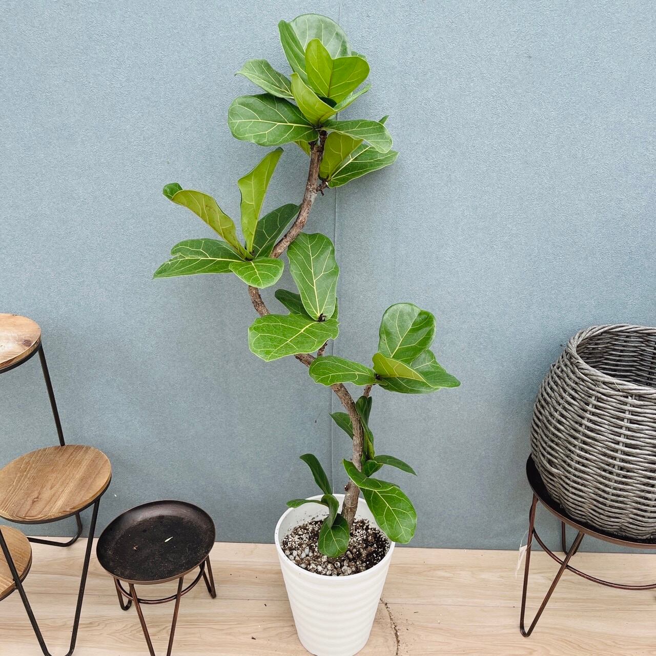 現品］【希少】R ドラセナ ドラコ 竜血樹 7号 観葉植物 レア 室内 大型