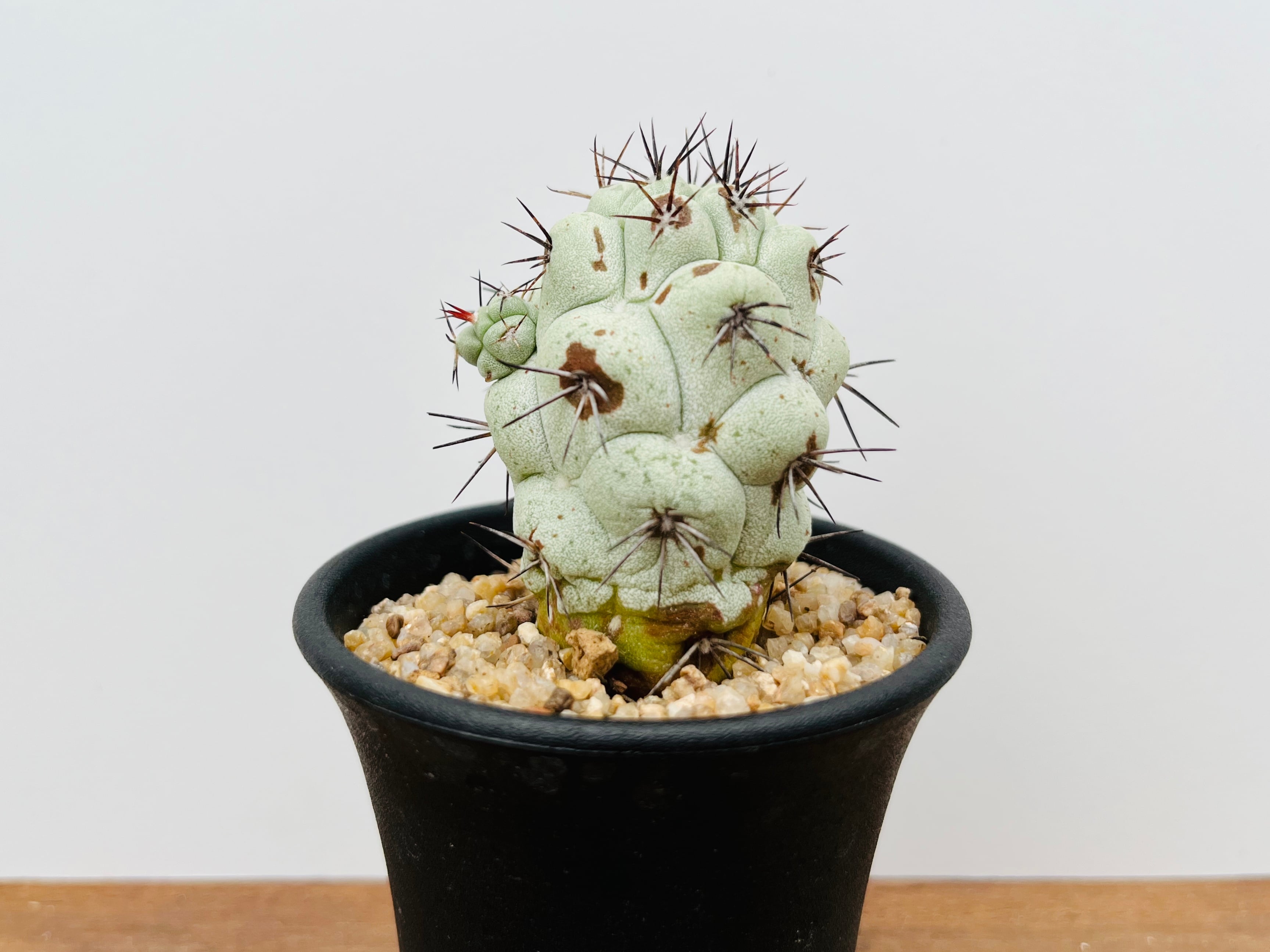 Ortegocactus macdougallii オルテゴカクタス マクドガリー Ortegocactus macdougallii オルテゴカクタス マクドガリー