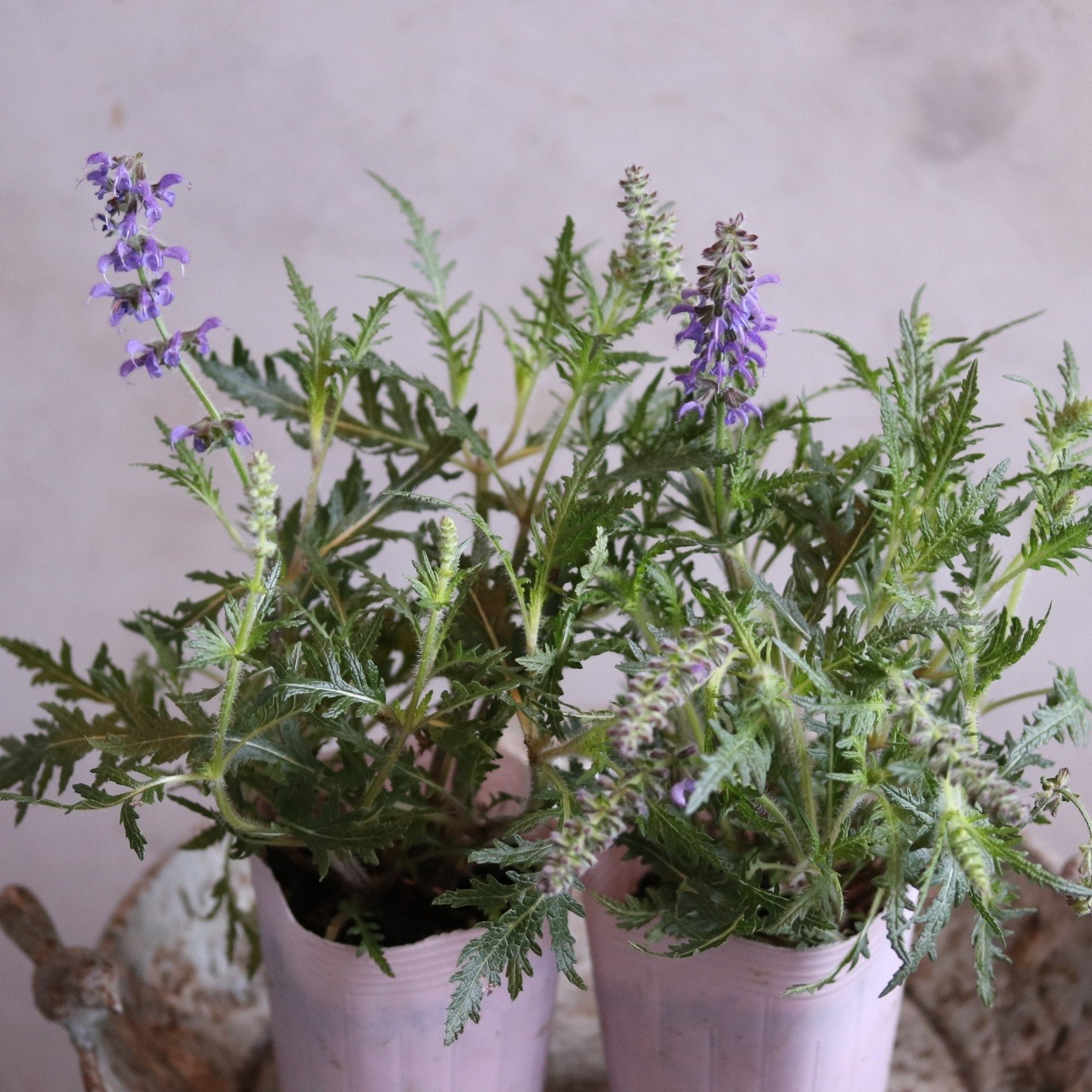 mondimanche サルビア　フェザーズ　ピーコック｜ブルーのお花　栄養系　宿根草　新種で寄せ植えや花壇にオススメ　