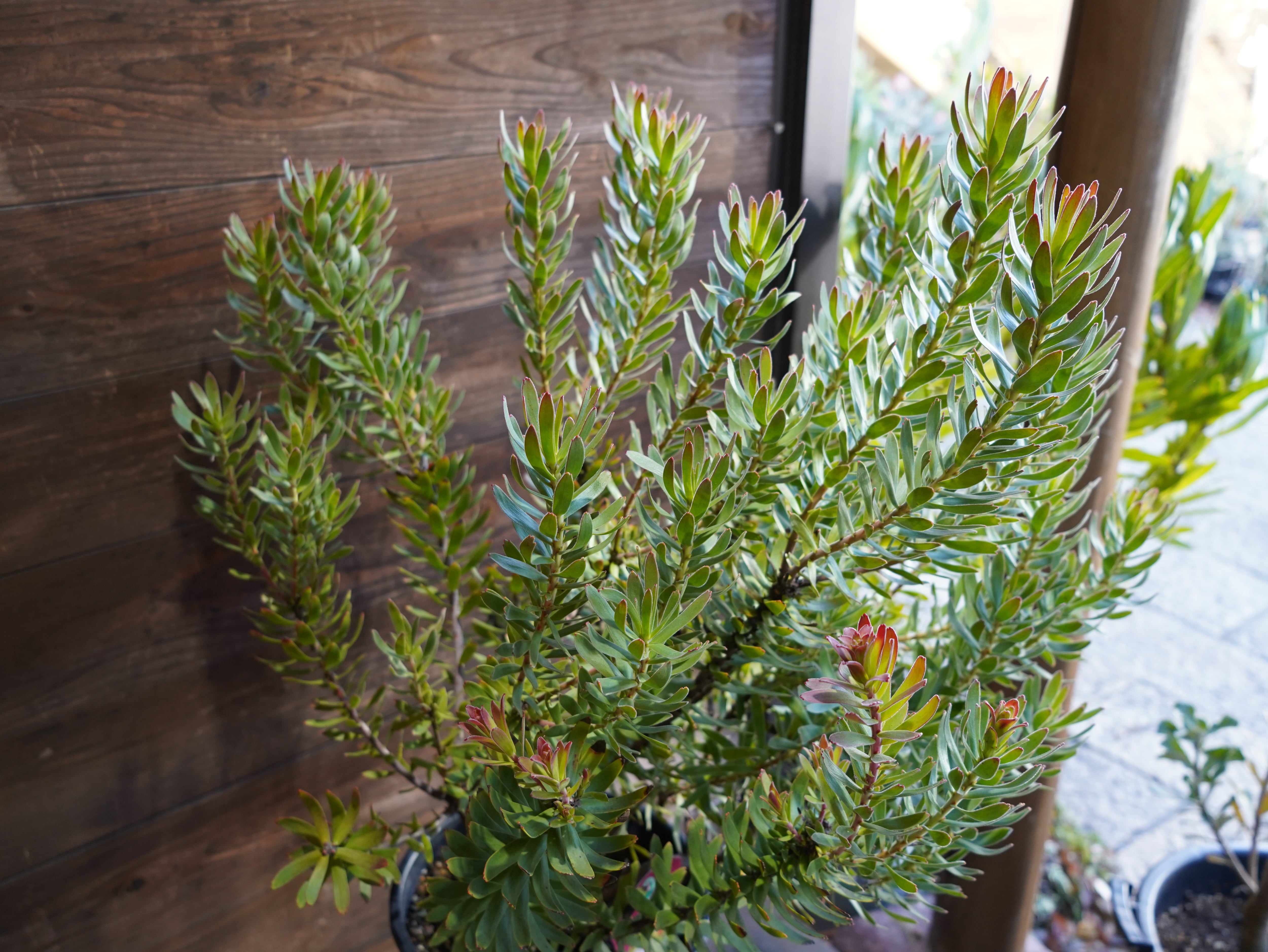 【現物】ミメテス　”クラッカージャックレッド”