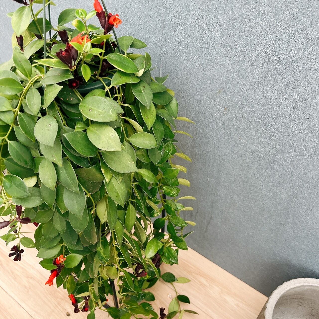 現品］51番 エスキナンサス モナリザ 5号 観葉植物 室内 吊り下げ