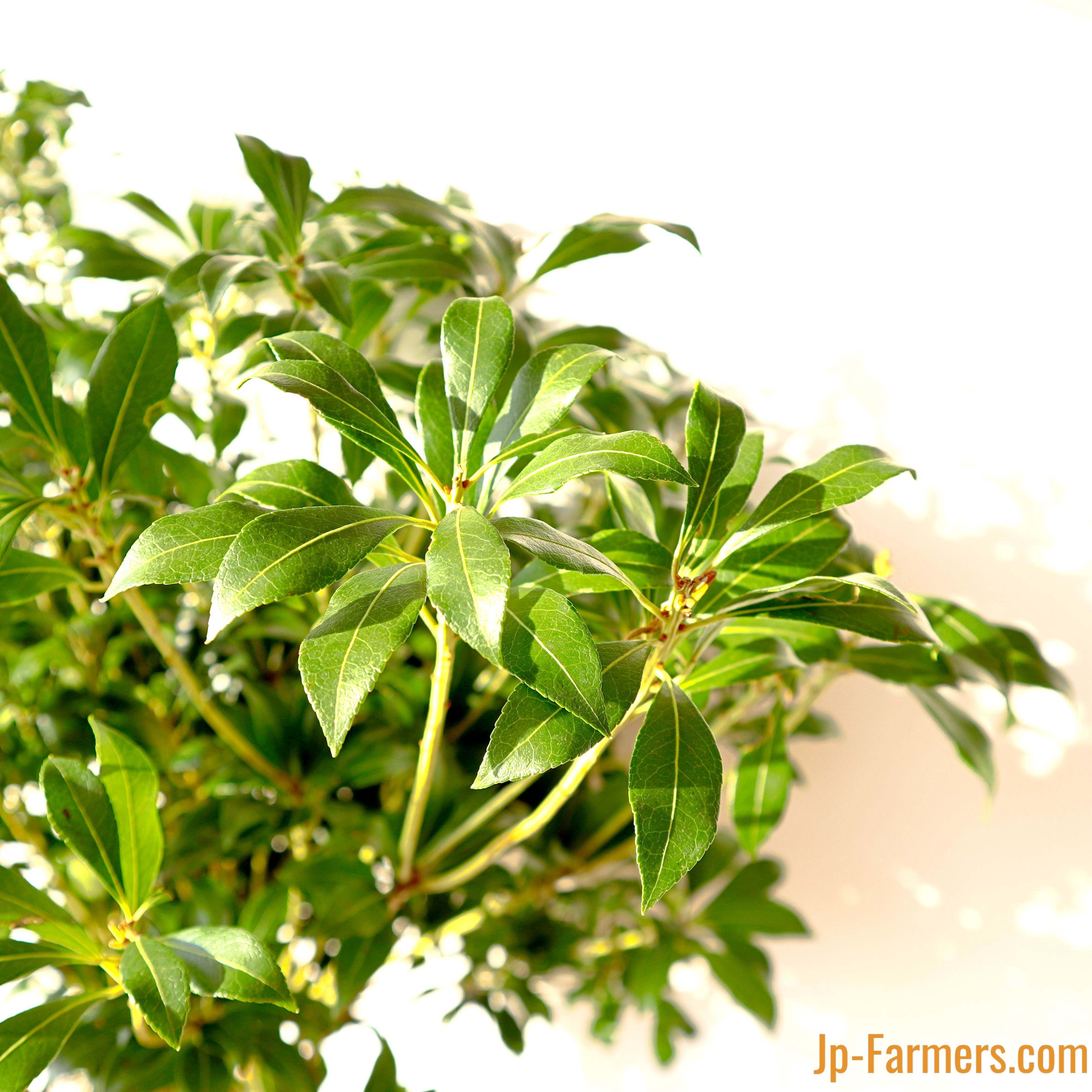 グリーンインテリアの王道!! アセビ（馬酔木）のご提案です。 | 新鮮