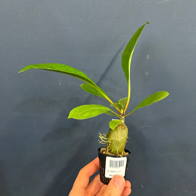 【伊藤蟻】Myrmecodia platytyrea (long clypeoli) Jayamura, Papua【259】 【伊藤蟻】Myrmecodia platytyrea (long clypeoli) Jayamura, Papua【259】