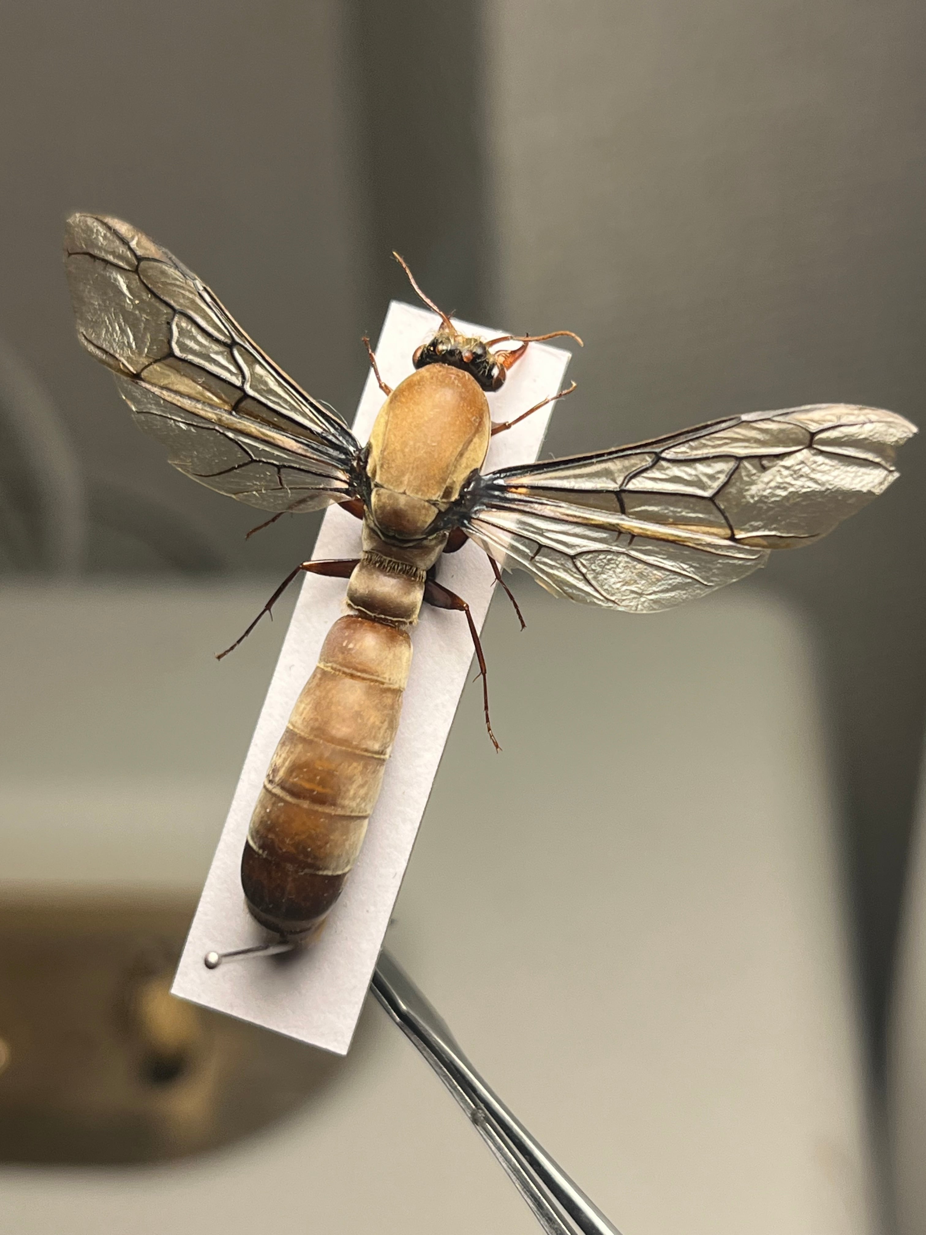 【専用標本】サスライアリの一種？ ドライバーアリ Dorylus sp.カマキリ 開翅標本】サスライアリの一種 ドライバーアリ Dorylus fulvus badius