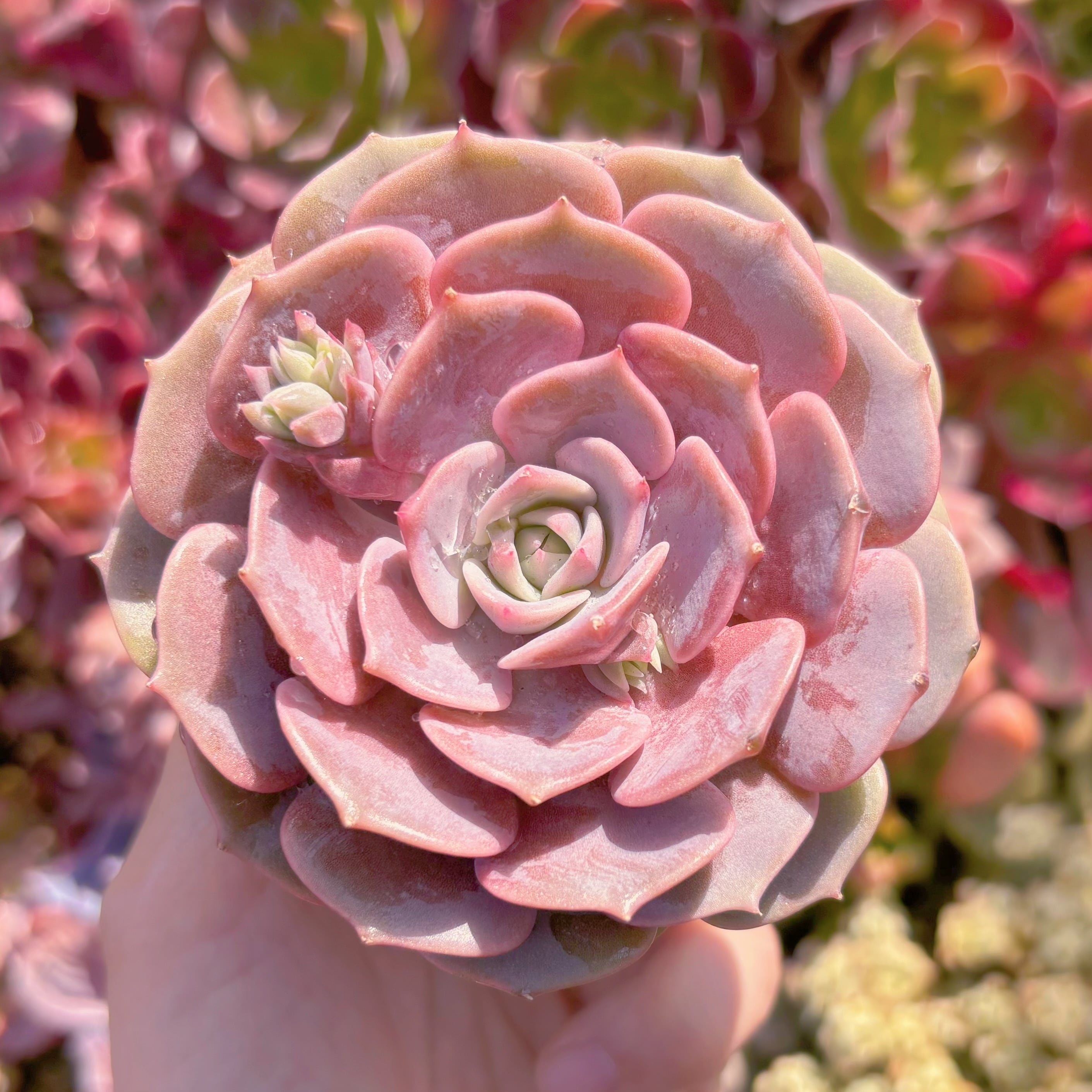 多肉植物　ピンクローラ(1頭)　新入荷　るる農園