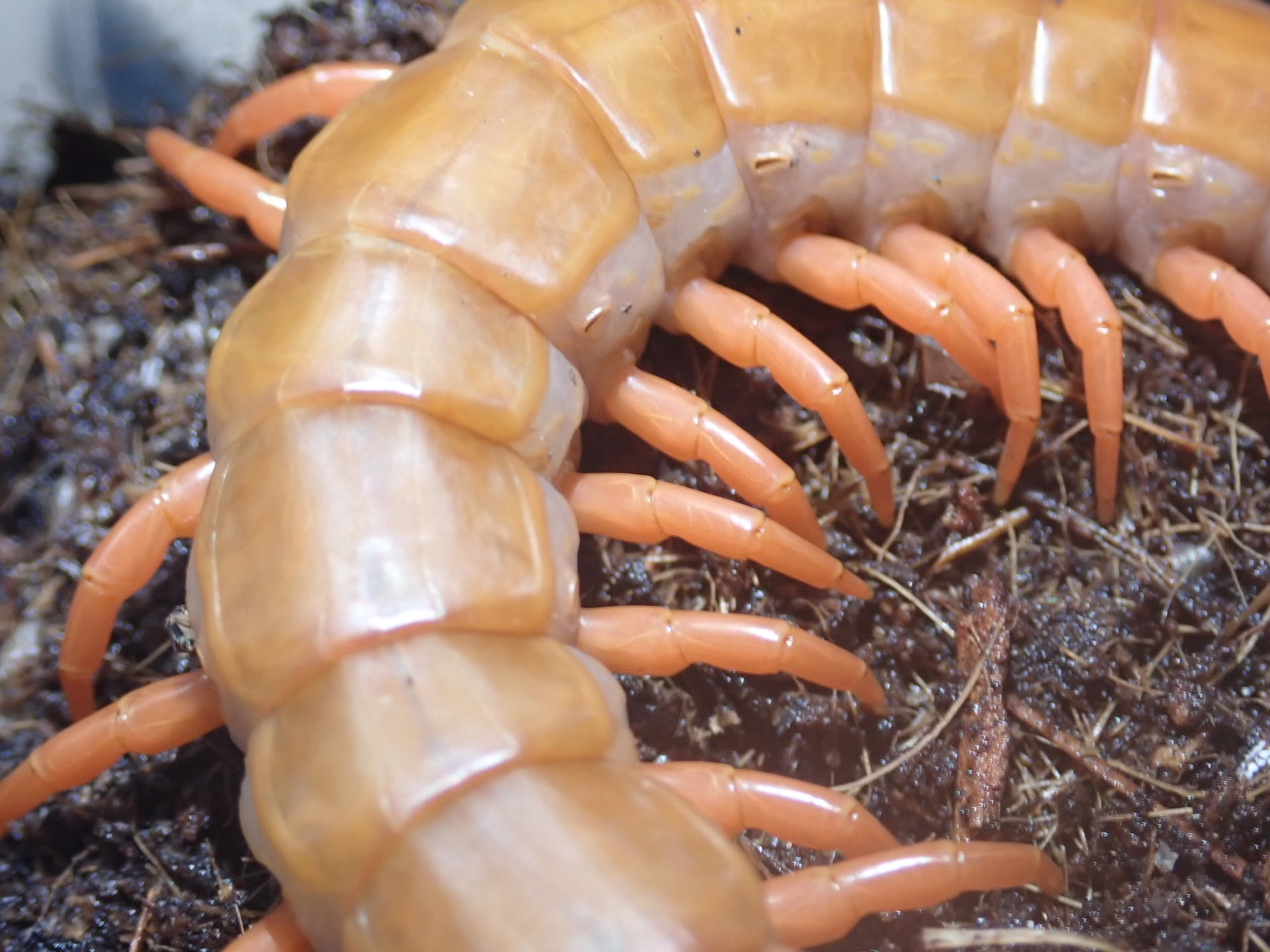 ①ベトナムオオムカデ アルビノ 1匹 ムカデ | Bug Bug bugs 【奇蟲専門店】