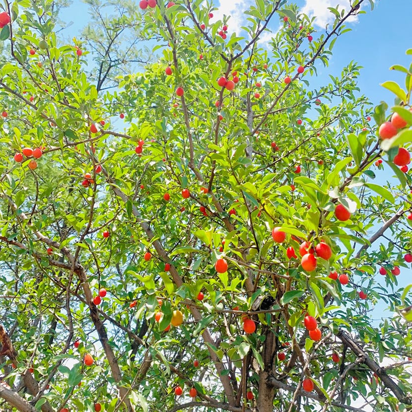 キシメニアオイル 100% オーガニック 1本 不飽和脂肪酸 20ml入 天然 Pure Ximenia Oil 無添加 シリコンフリー 香料フリー 着色料フリー ジンバブエ