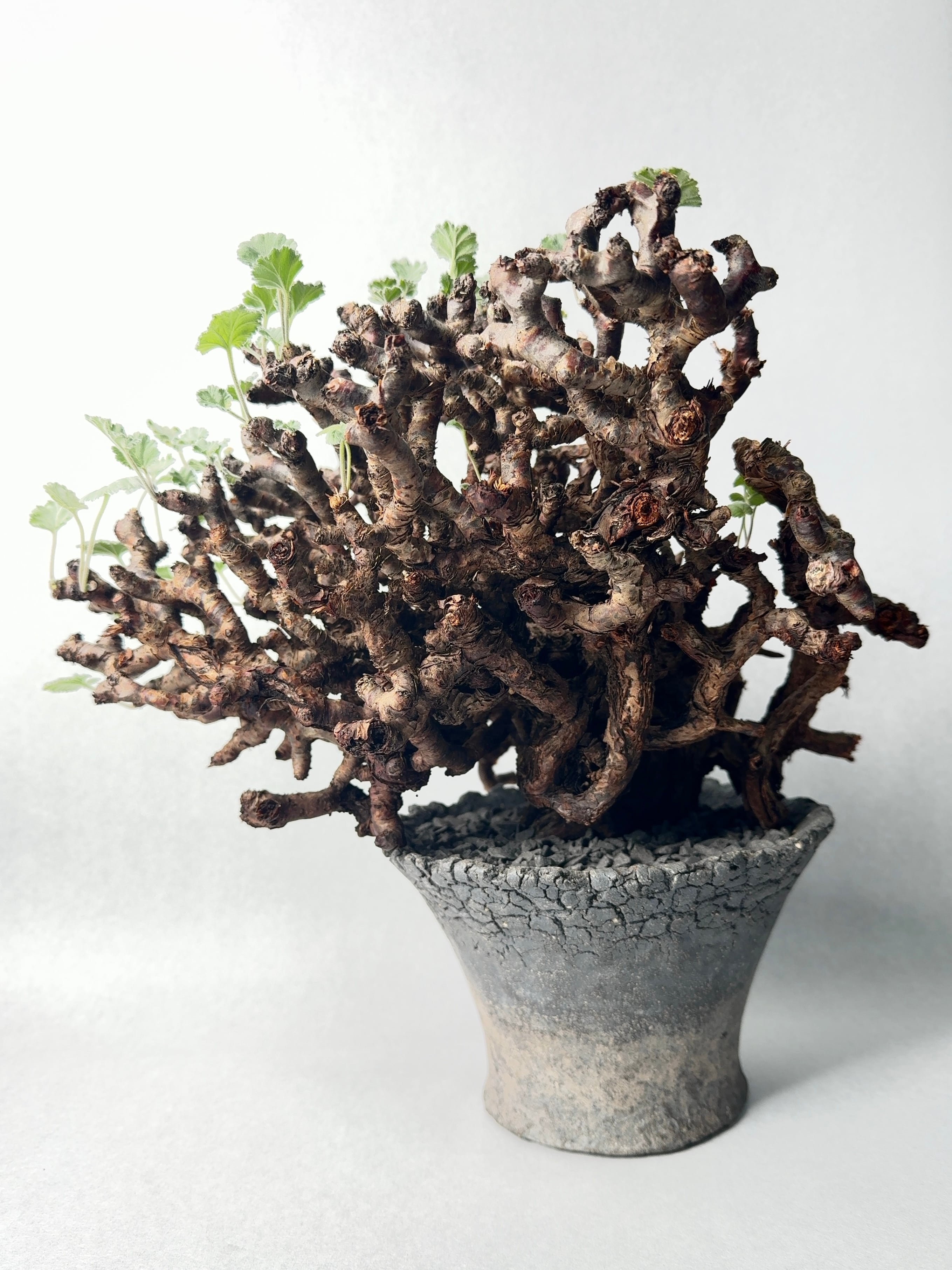 ペラルゴニウム・ミラビレ