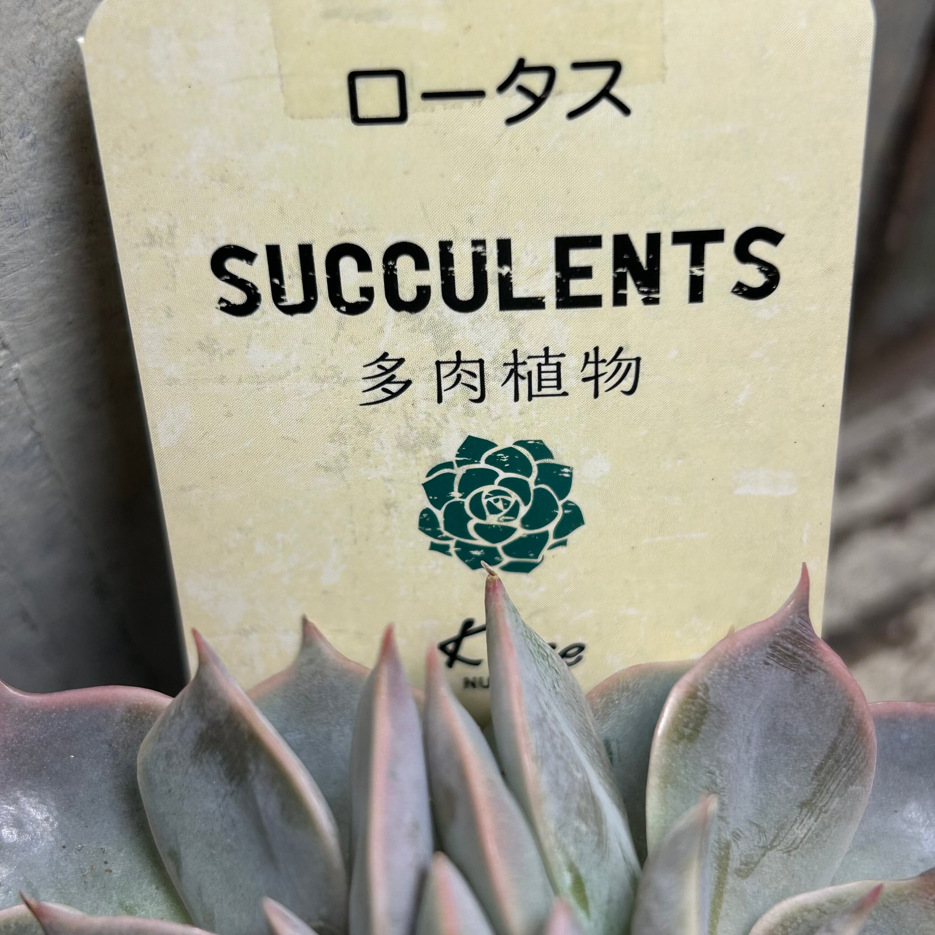 Top【選抜株】多肉植物　22041 レーン　ロータス12個　鉢無し/脱土 ロータス | RuPo 多肉植物専門店