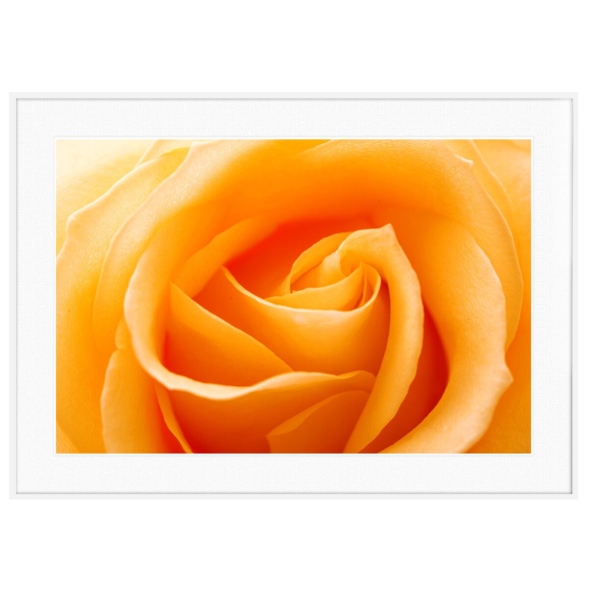 花写真 オレンジの花びら インテリアアートポスター額装 AS0669