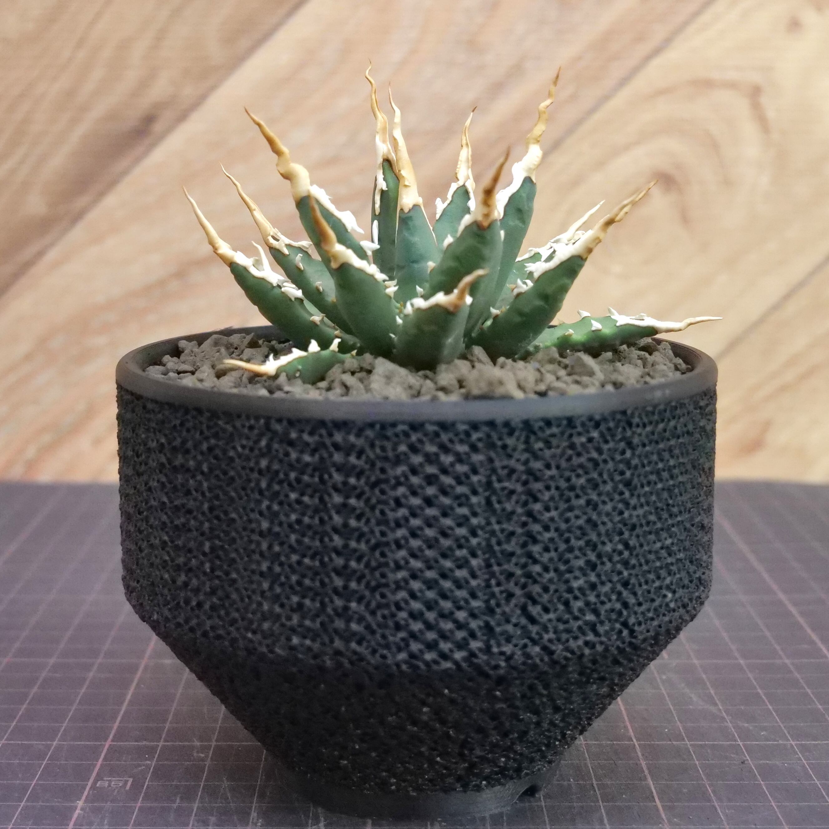 Agave utahensis eborispina アガベ エボリスピナ（実生3年） / 中株
