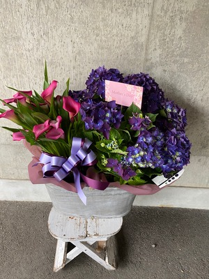 寄せ鉢　カラーと紫陽花