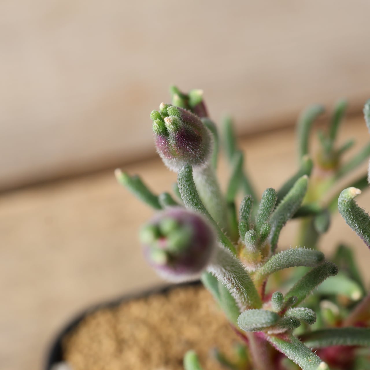 490塊根も葉も花も、すべてが魅力的『フィロボルス テヌイフロルス