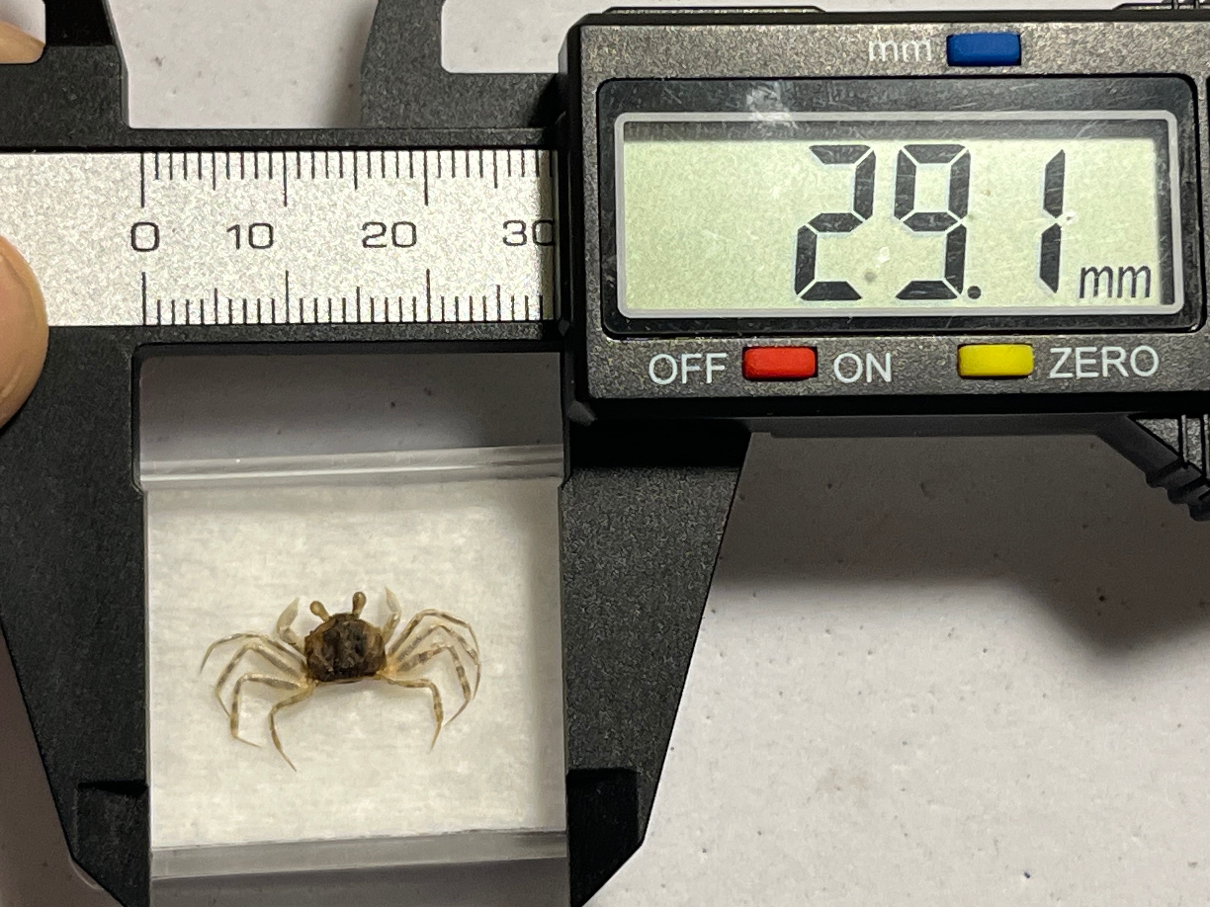 蟹標本】カニガニ 全長2cm程 蟹甲殻類エビ蝦蛄タランチュラワラジムシ