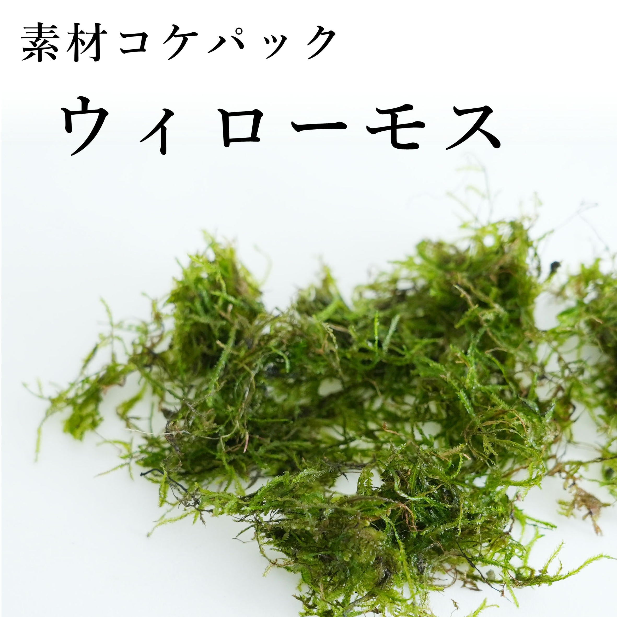 ウィローモス｜苔テラリウム作製用素材◇アクアテラリウムの必需品