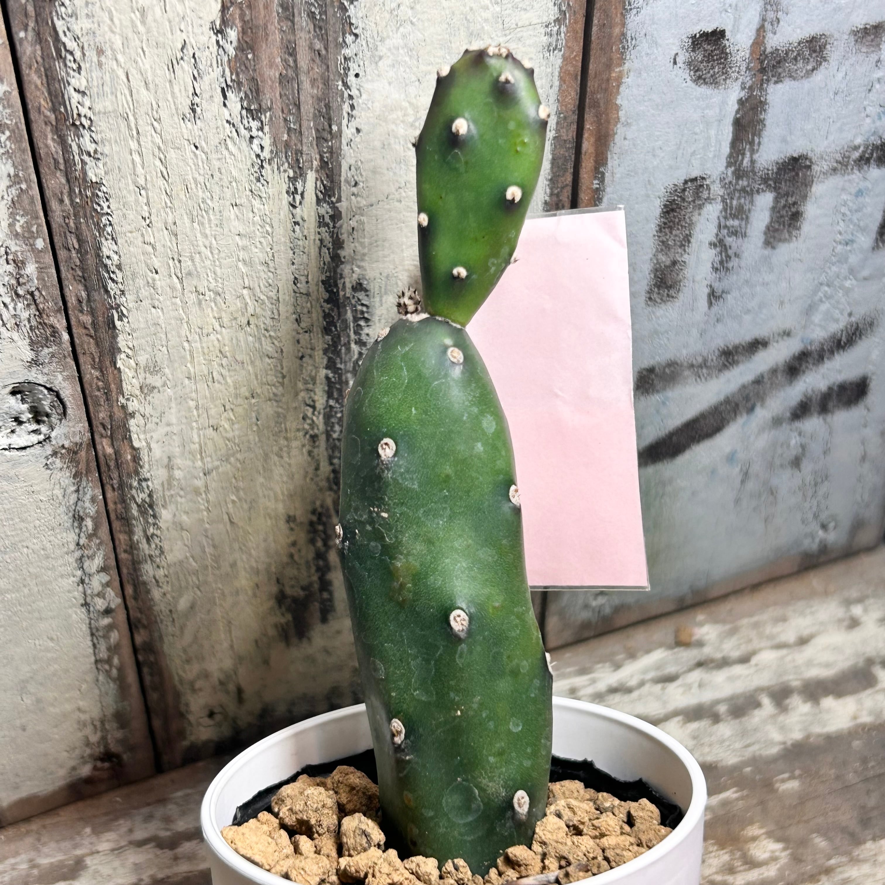 T)墨こけし | RuPo 多肉植物専門店