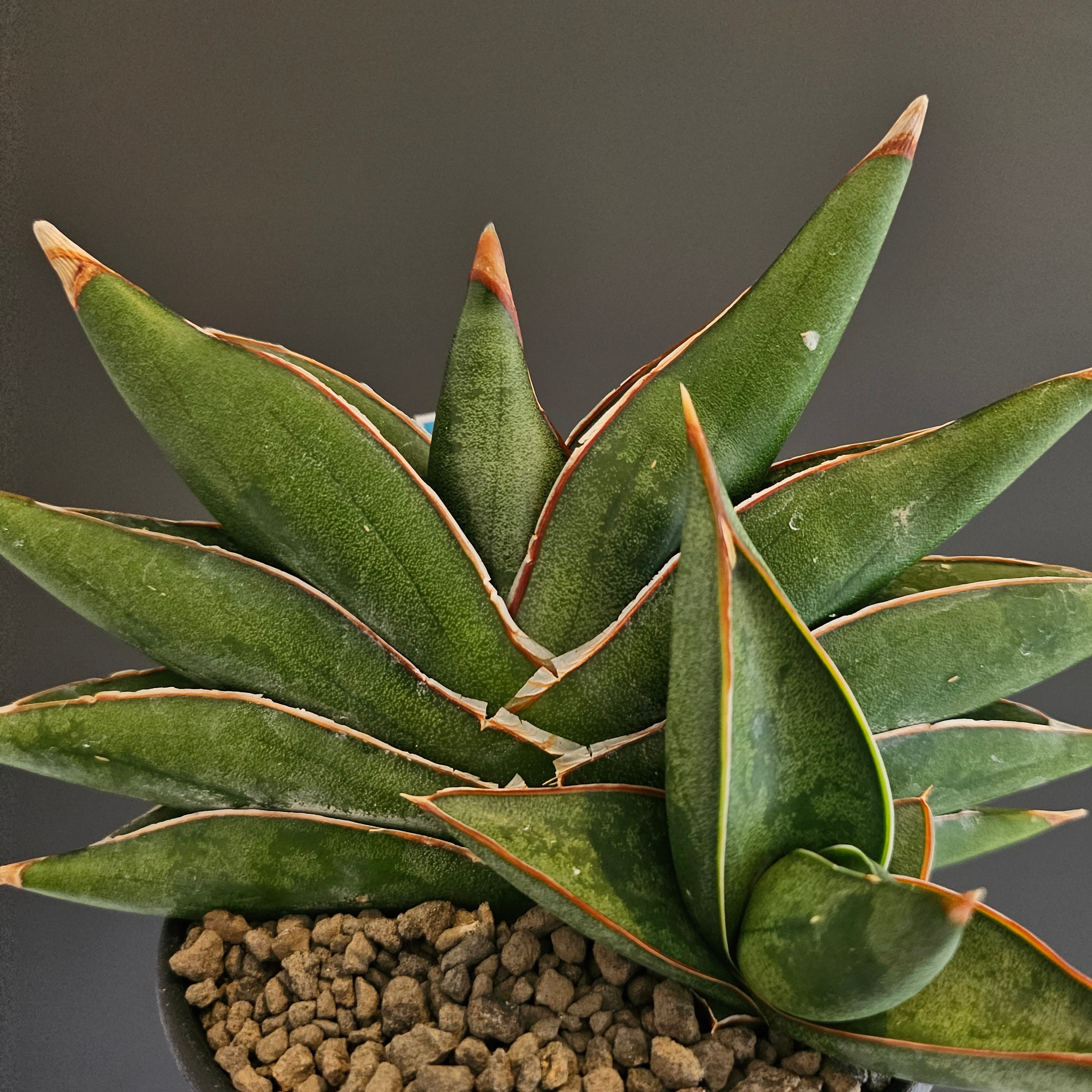 Sansevieria sawasdee サンスベリア サワディー | Plants Baka