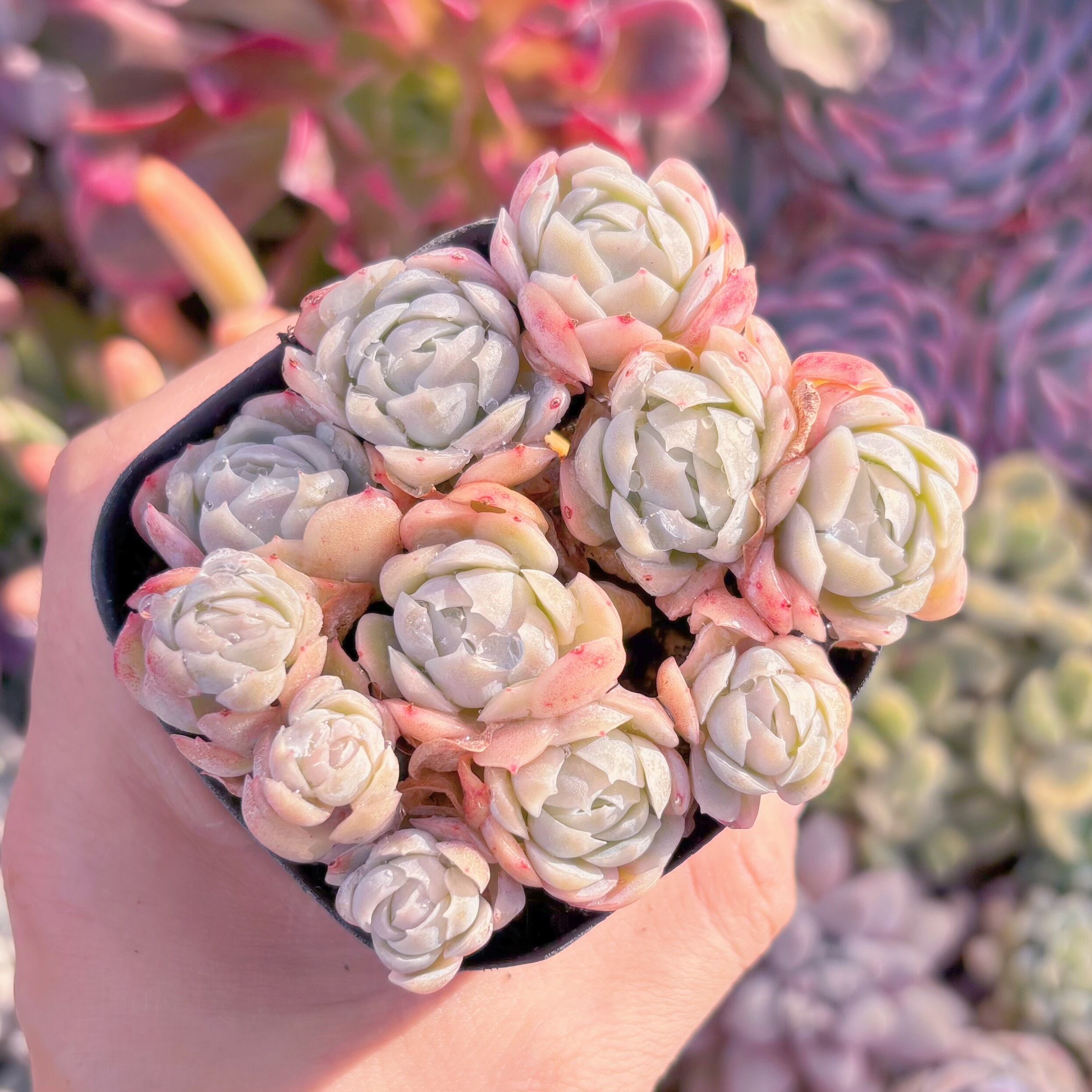 現品　クリームベリー#A11　るる農園