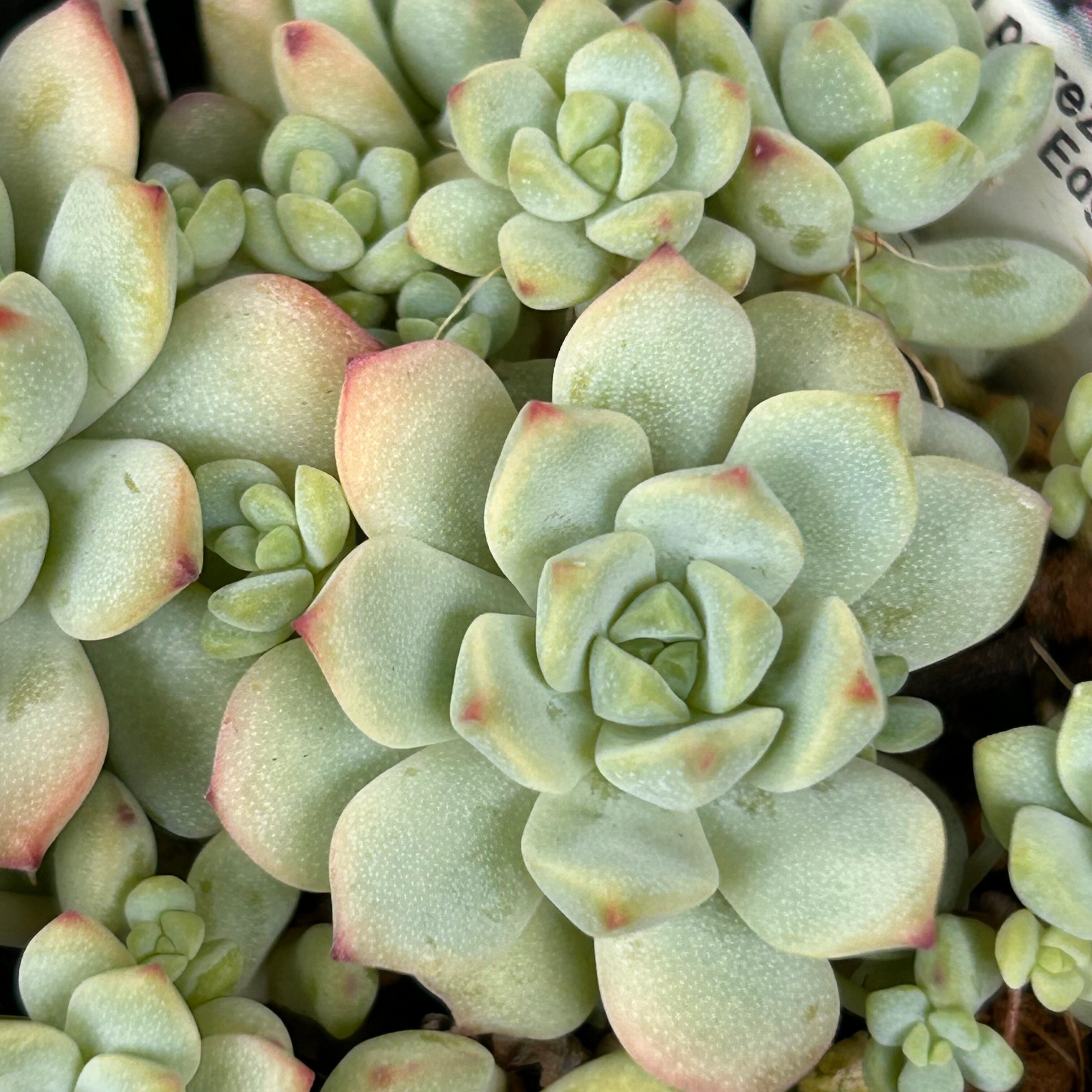 ペレスデラロサエ ピンクエッジ | RuPo 多肉植物専門店