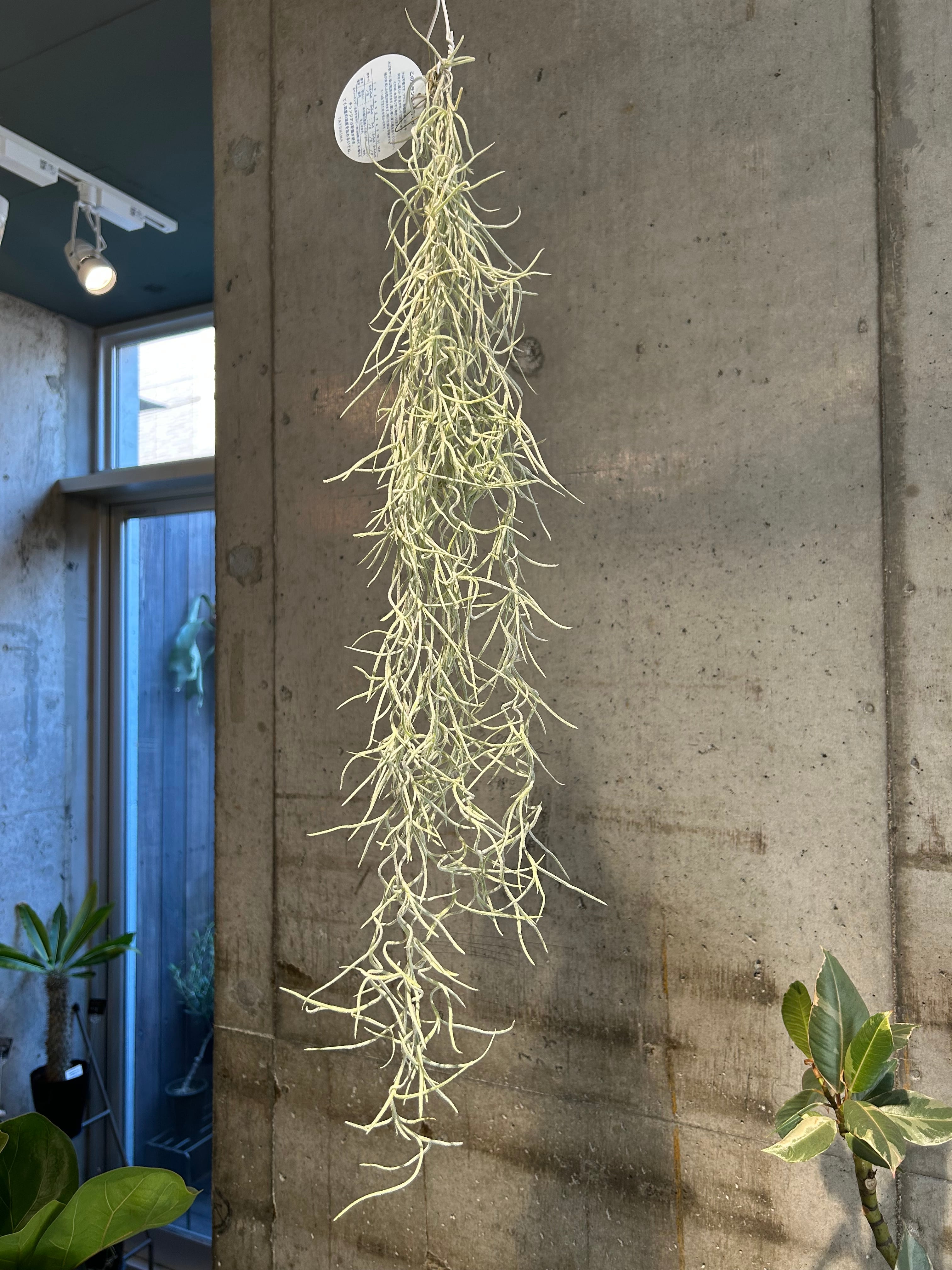 ウスネオイデス | 植物との暮らし apricot