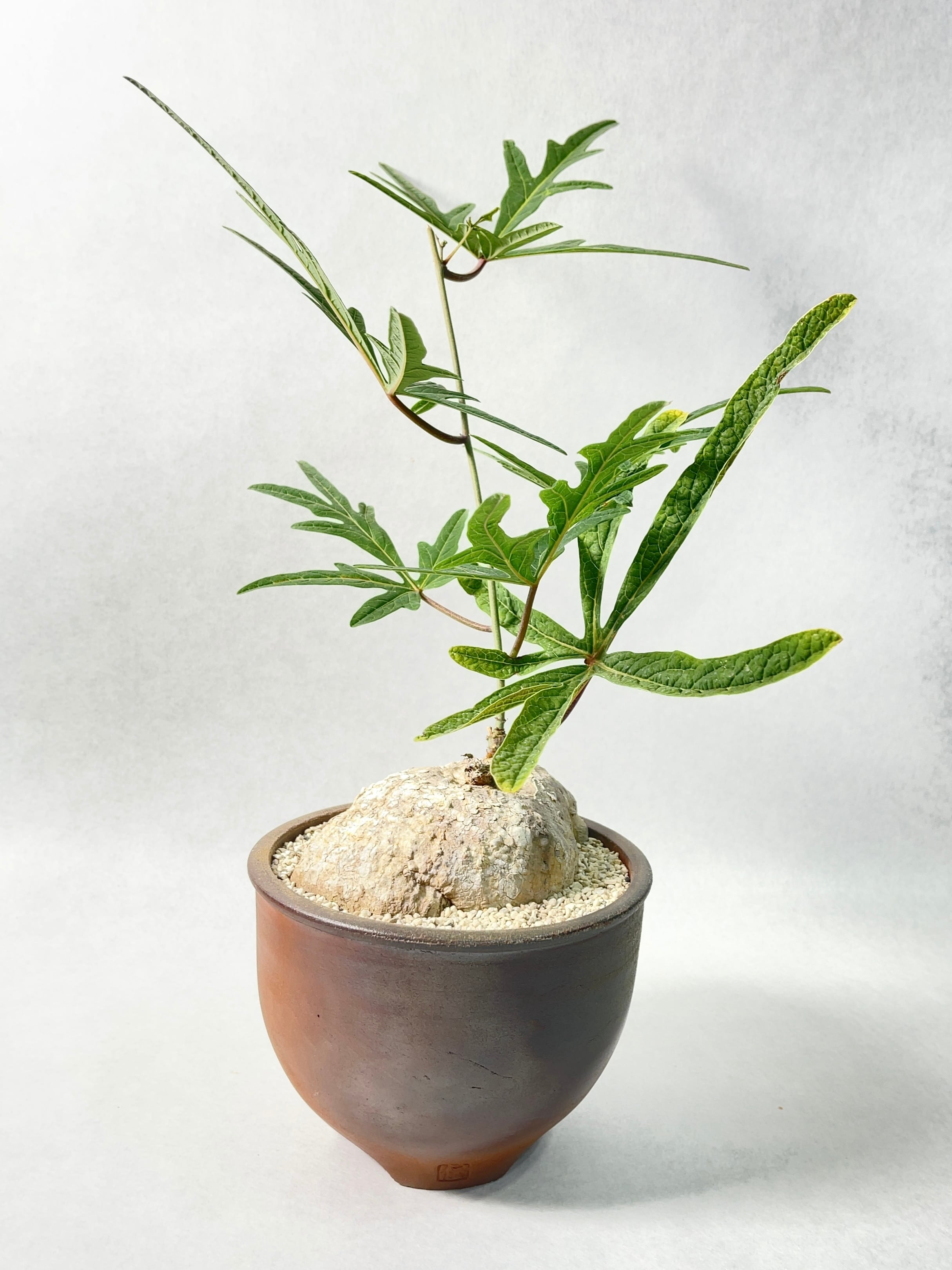 【希少】アデニア☆ステノダクチラ 787426193e266fd774ff3dd0bfcac2