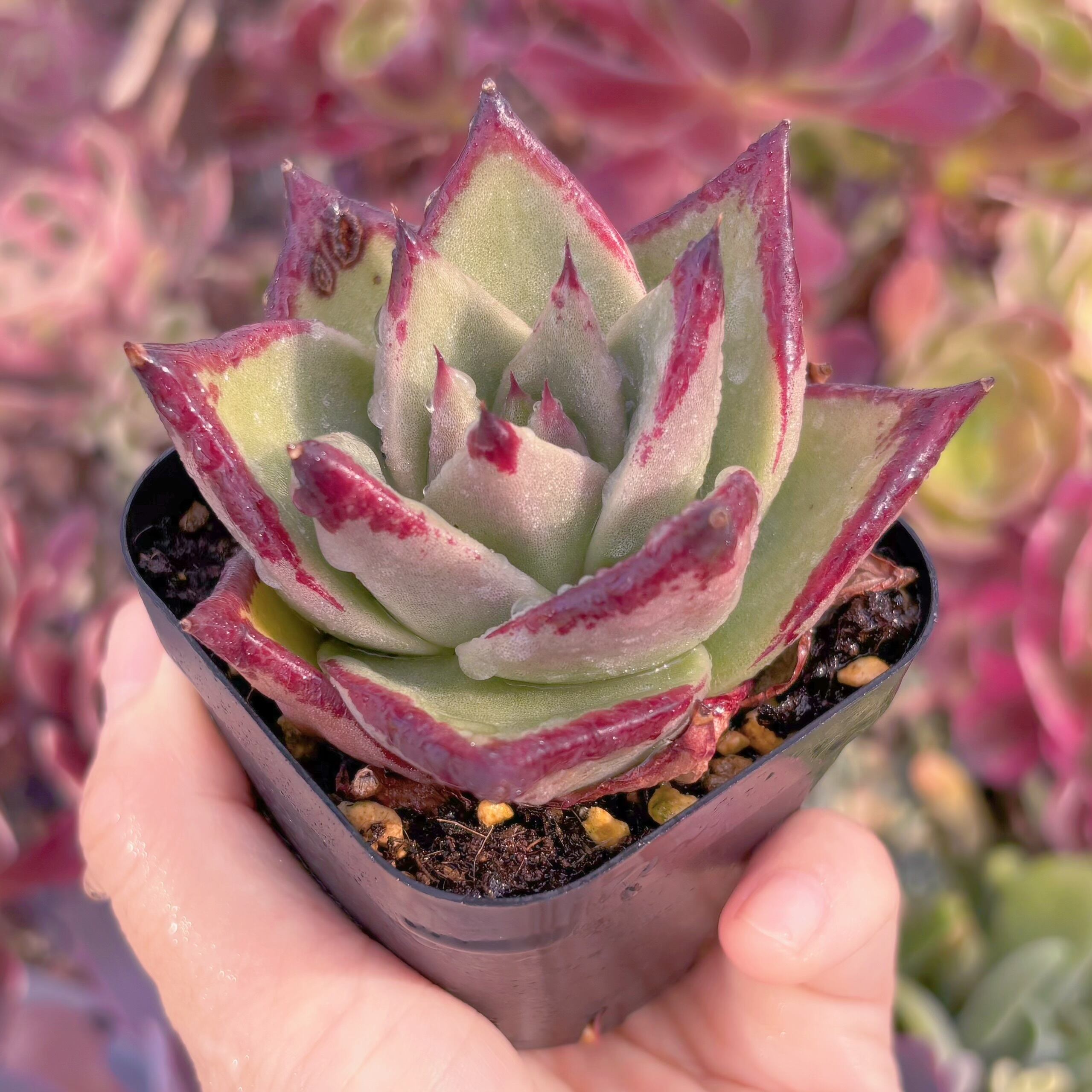 現品 優選エボニー#F001 るる農園 | るる農園~多肉植物専門 現品 優選エボニー#F001 るる農園 | るる農園~多肉植物専門