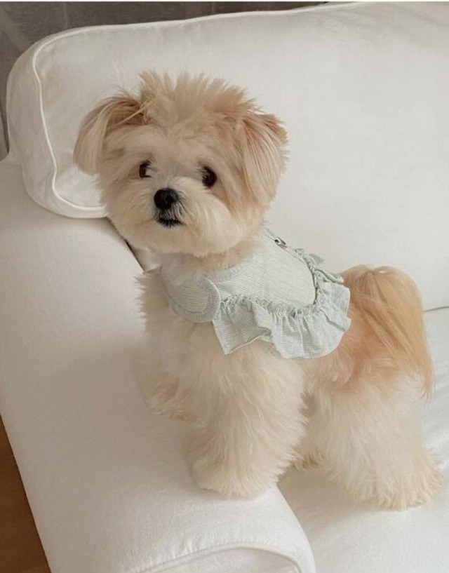 〈即納アイテム〉OUNCE / エアフリルハーネス（ミントストライプ）