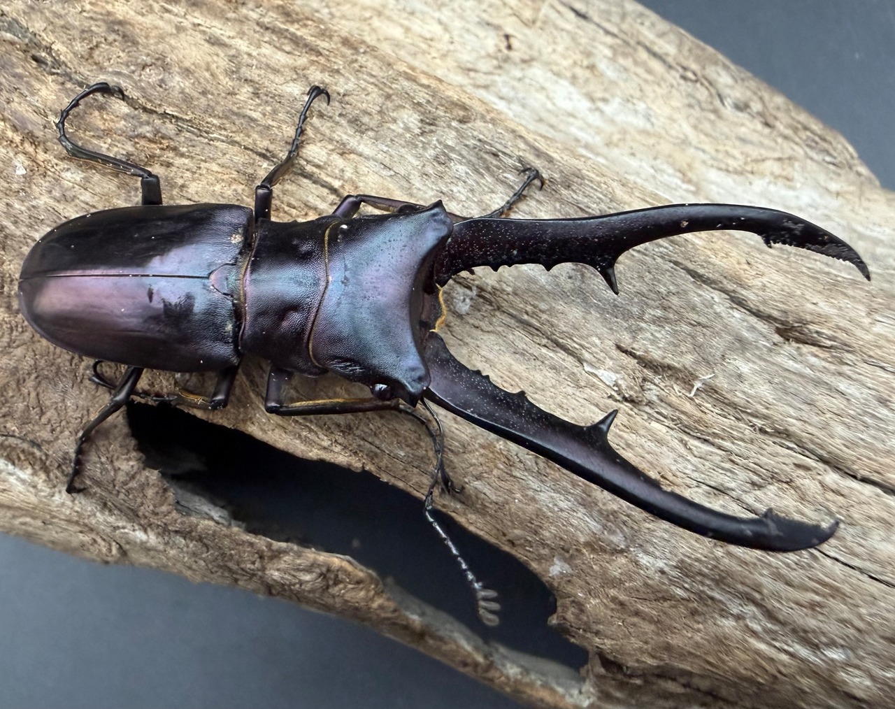《メタリフェルホソアカ亜種フィナエ パープル系 66.5mm ペア》