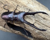 《メタリフェルホソアカ亜種フィナエ パープル系 66.5mm ペア》
