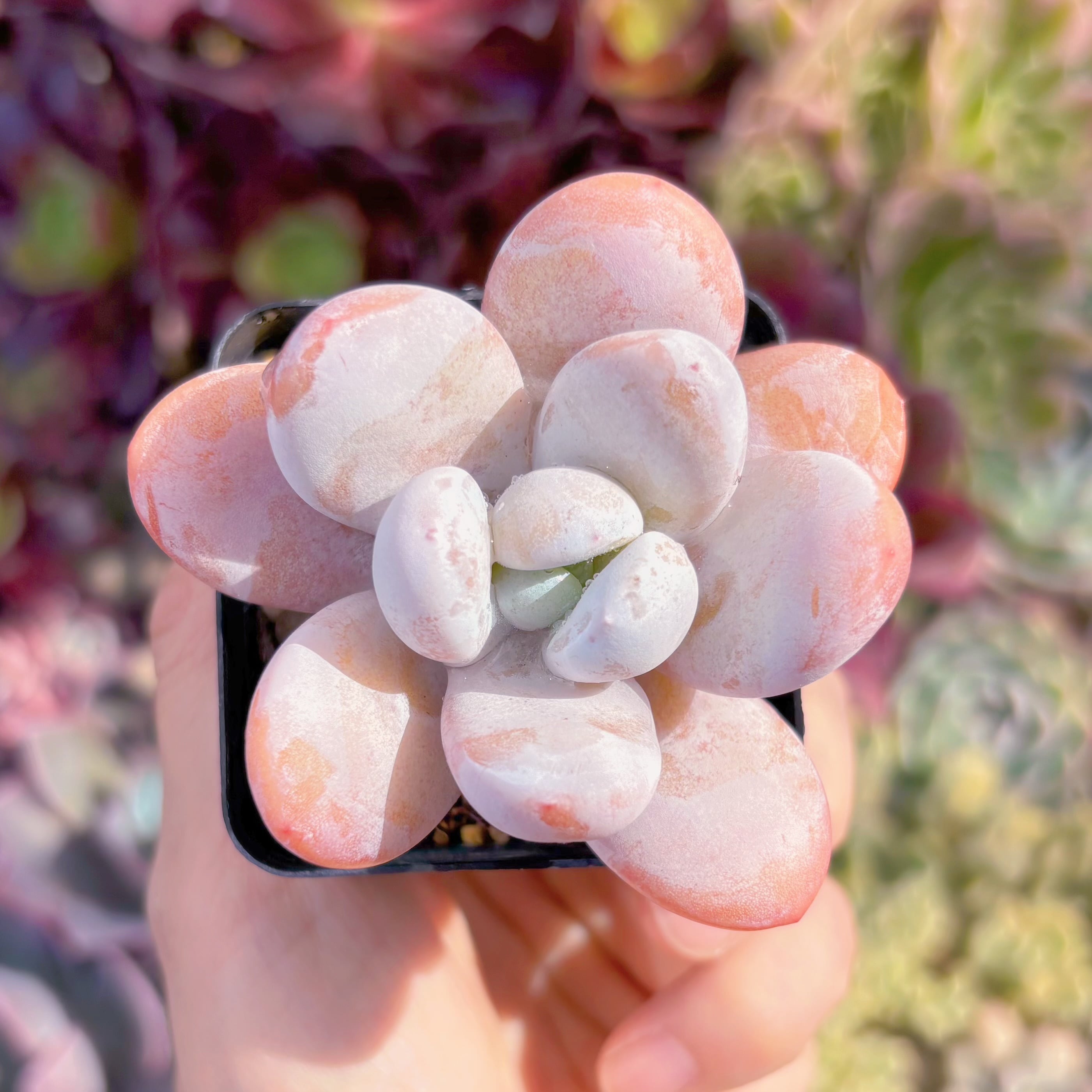 現品　雪美人#032   るる農園