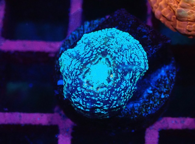 Scolymia Baby "Unique" 7