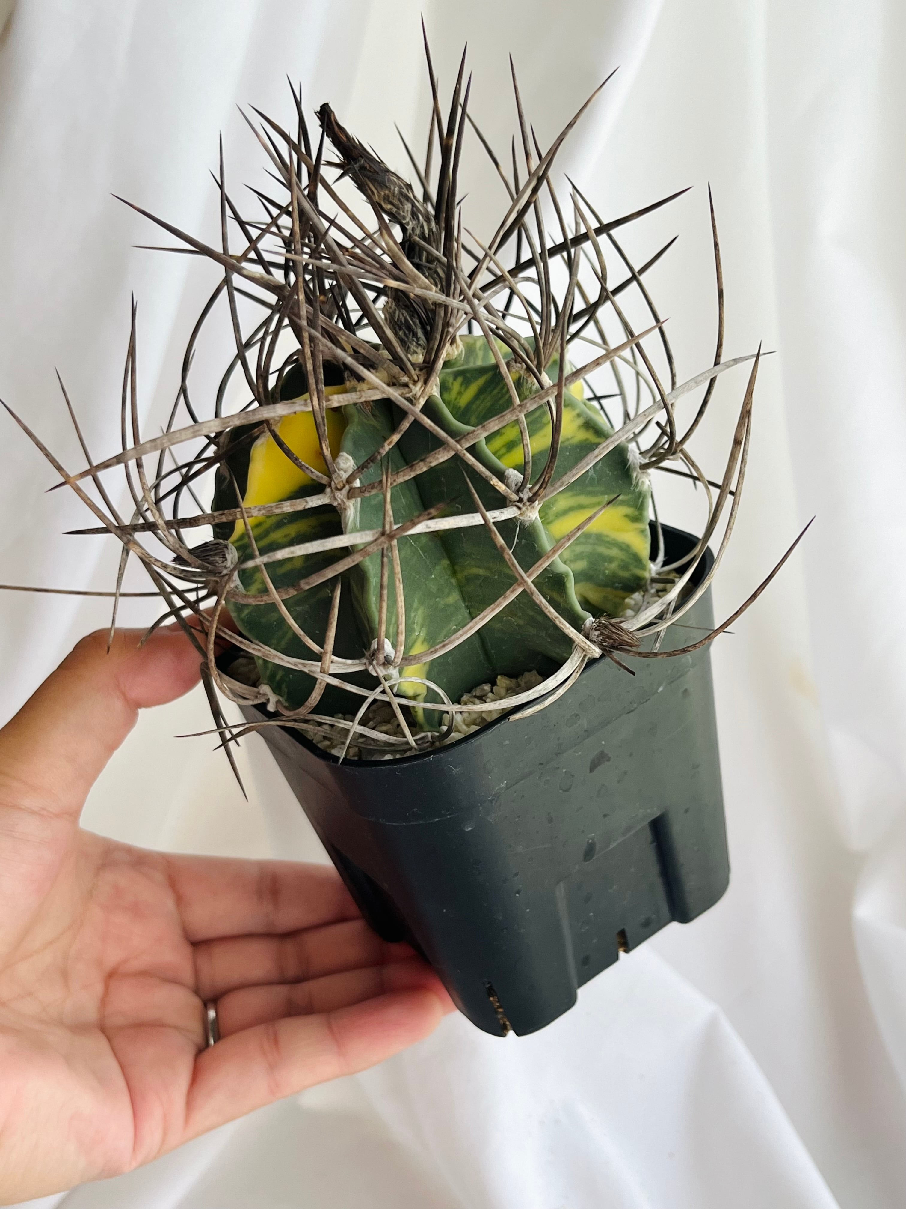 サボテン 奇巌大鳳玉F75 大好きな有星類・大鳳玉 |