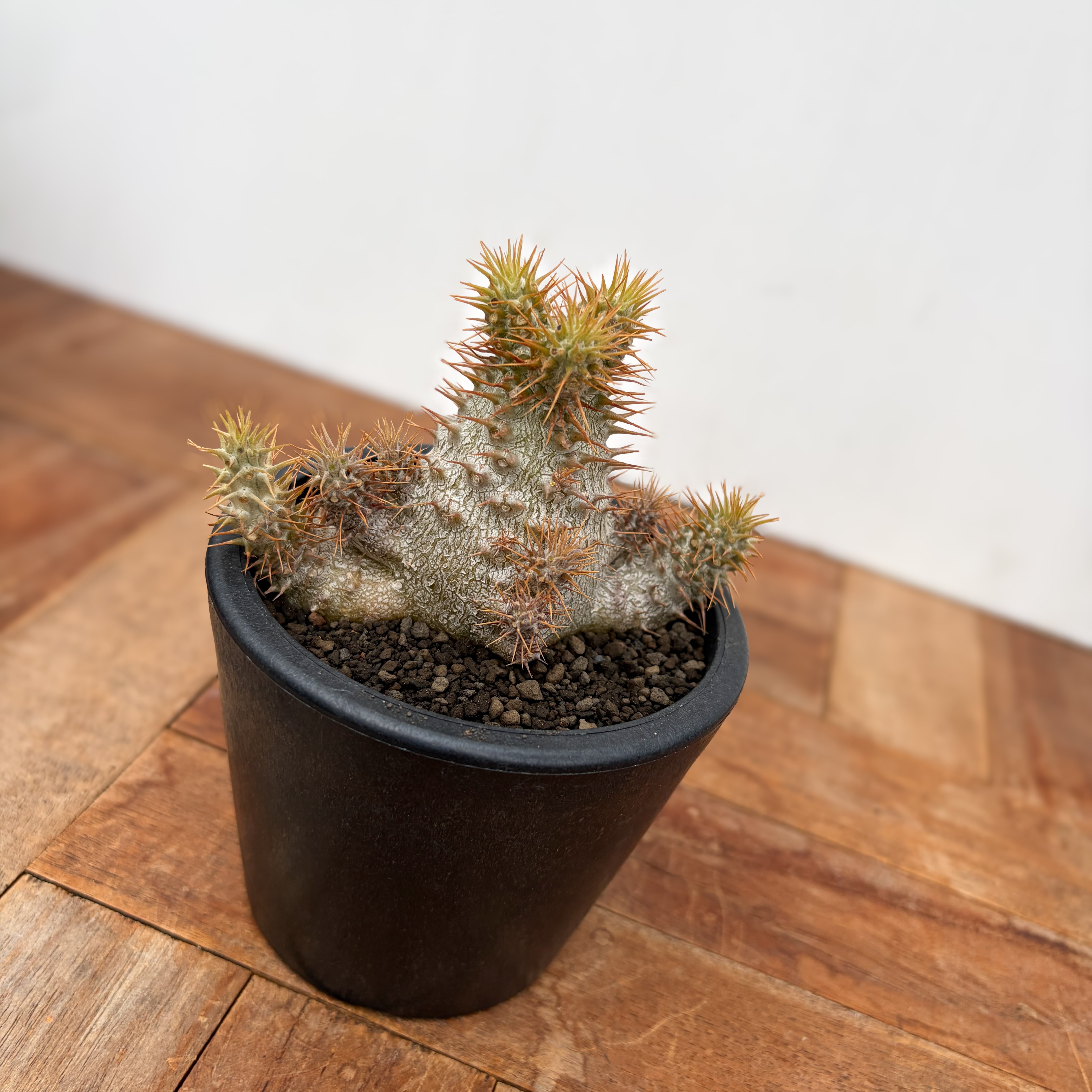 Pachypodium Gracilius【パキポディウム・グラキリス・実生】 | RIMO'S