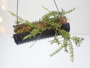 Rhipsalis mesembryanthemoides　水苔吊り仕立て