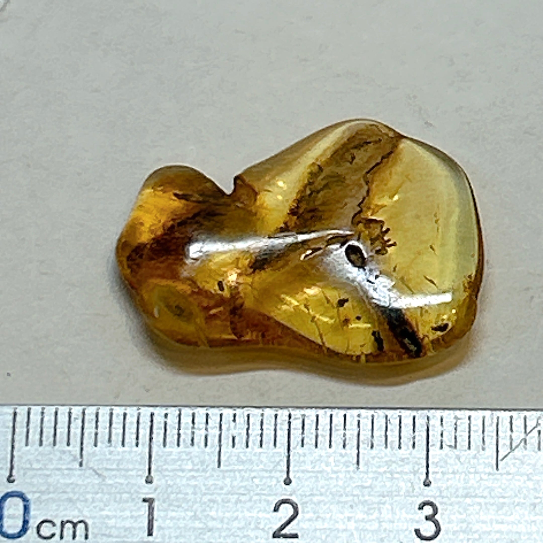 17924】 虫入り琥珀 虫入り 琥珀 こはく コハク 化石 虫入りコハク