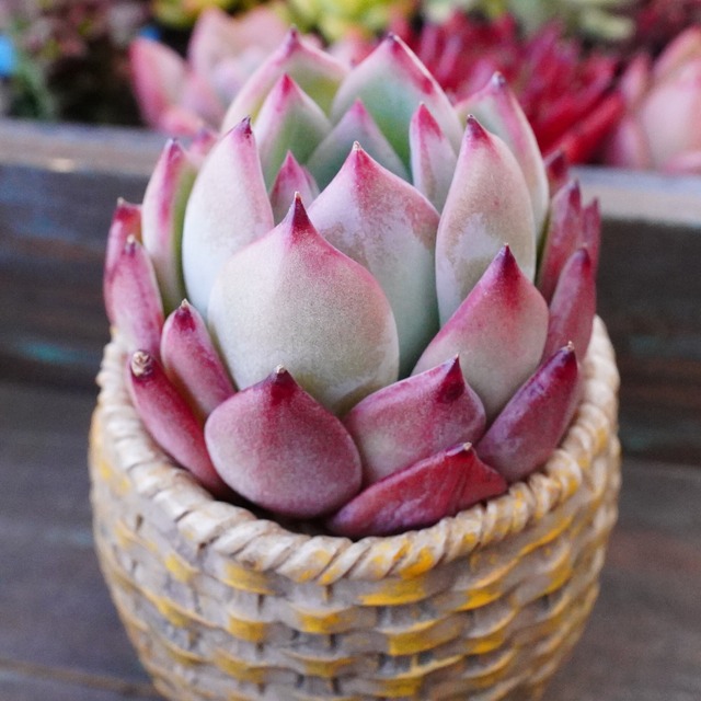 新品種【クリームスカイ】韓国多肉　かわいい　むっちり