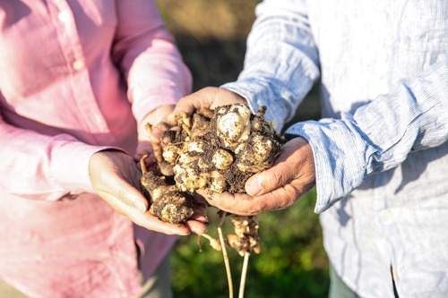 自然栽培　菊芋１キロ